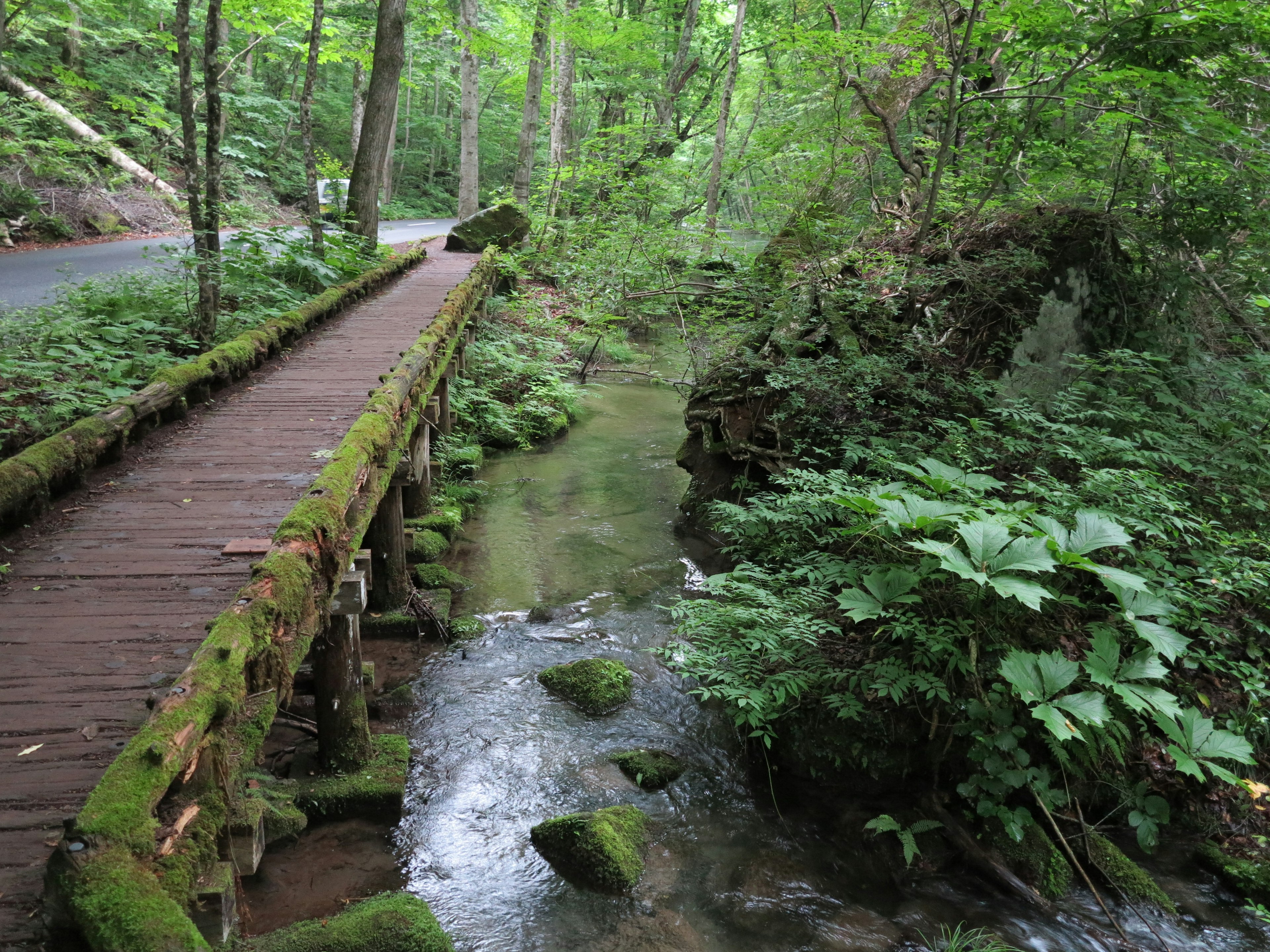 Wooden bridge over a clear stream in a lush green forest