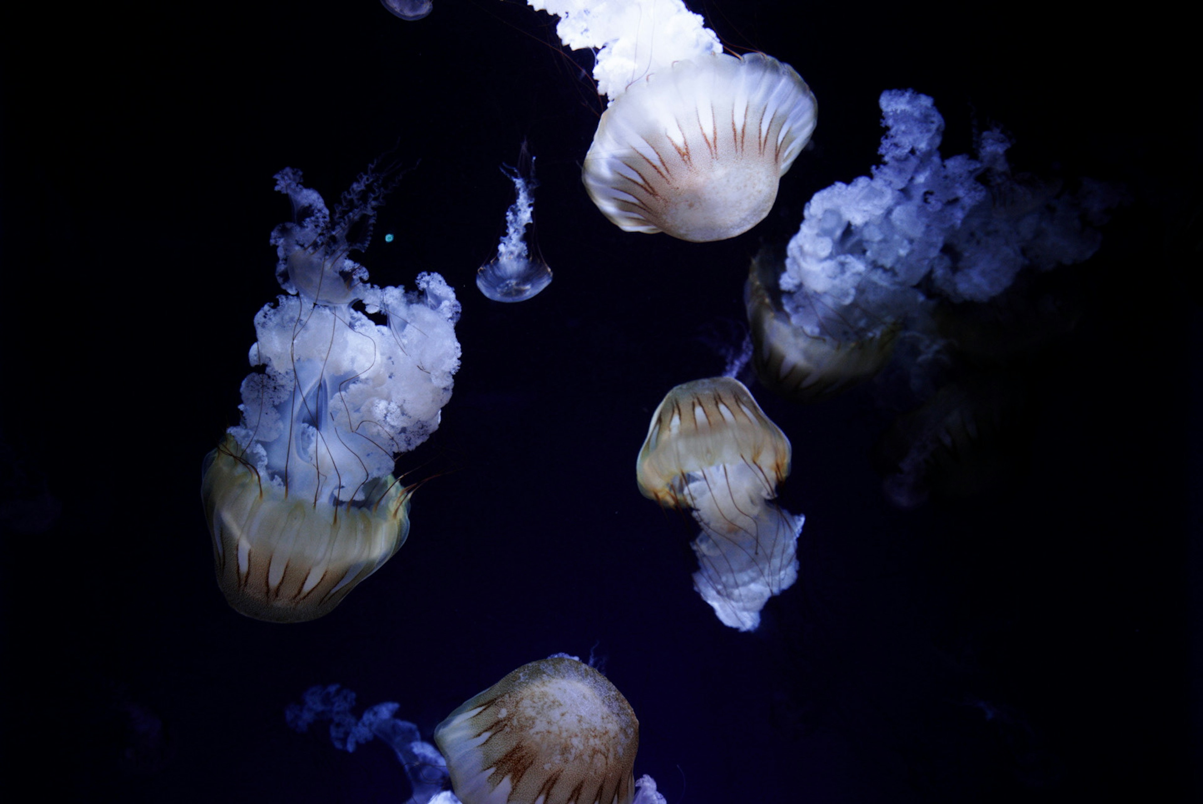 Un grupo de medusas flotando en agua oscura