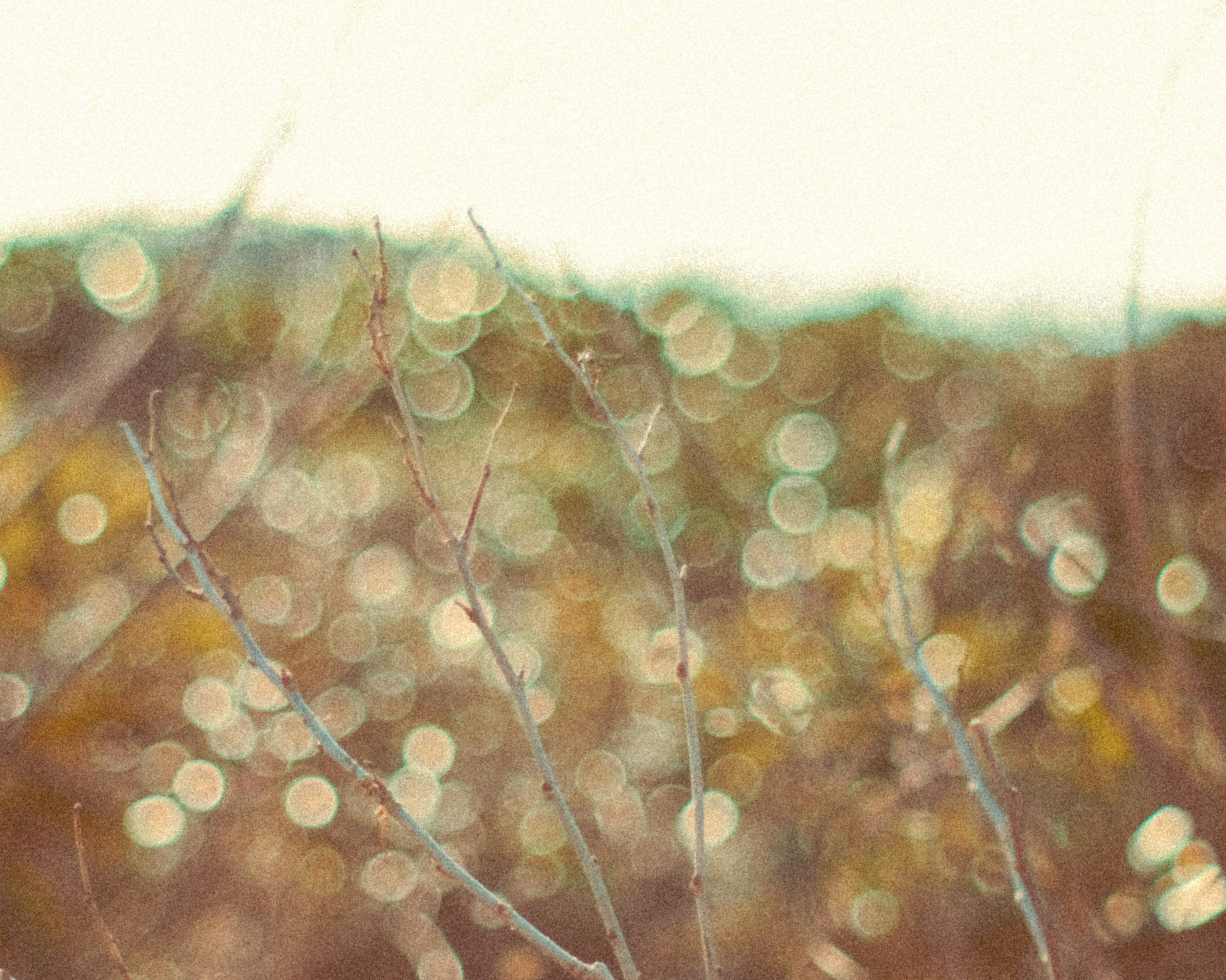 Blurred branches with colorful bokeh in the background