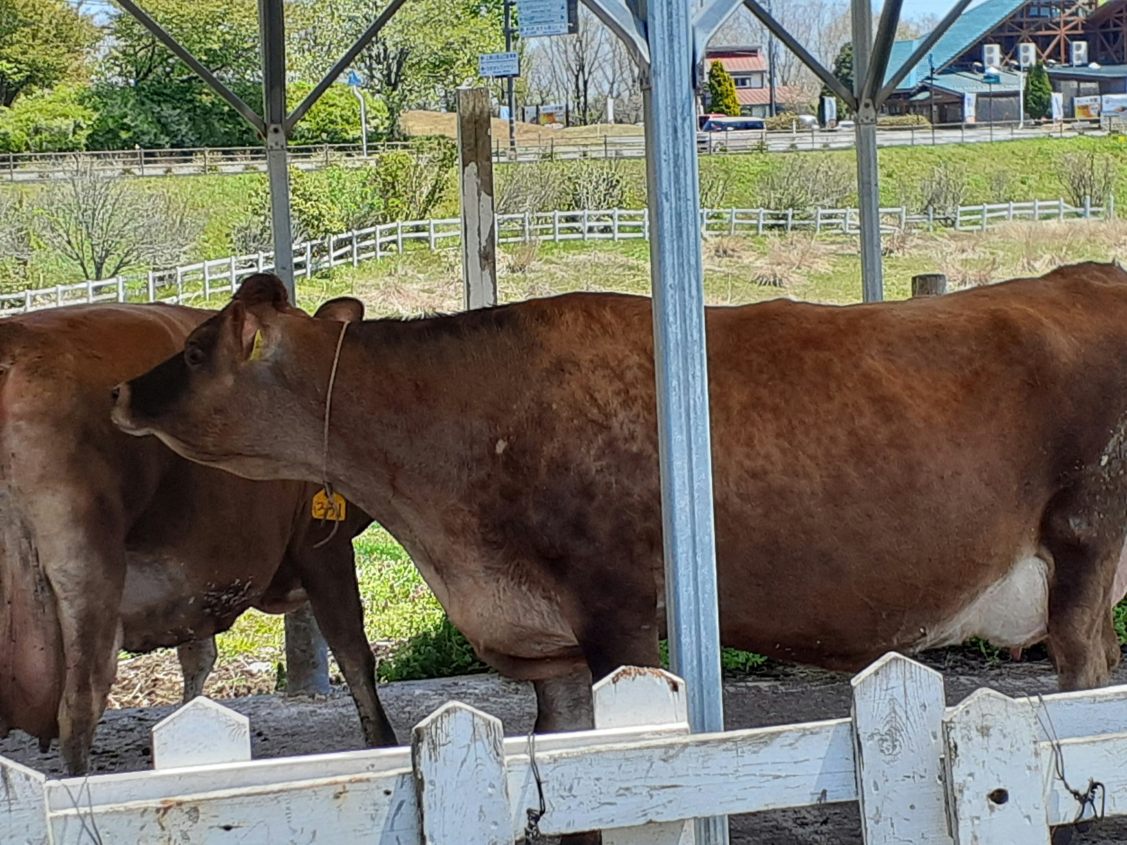 A brown cow standing in a barn with a rural landscape in the background