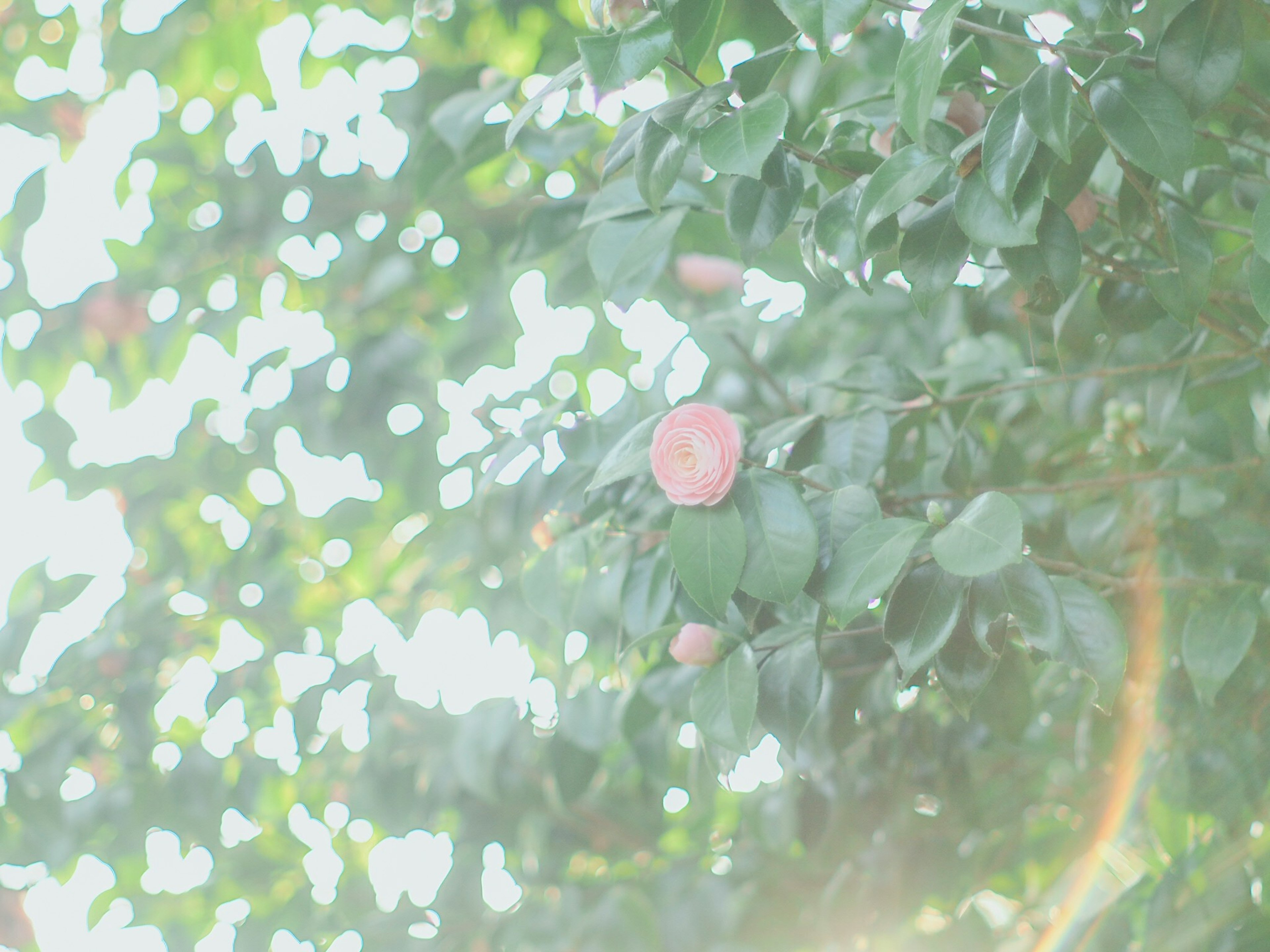 Foto einer rosa Blume umgeben von grünen Blättern auf einem Baum