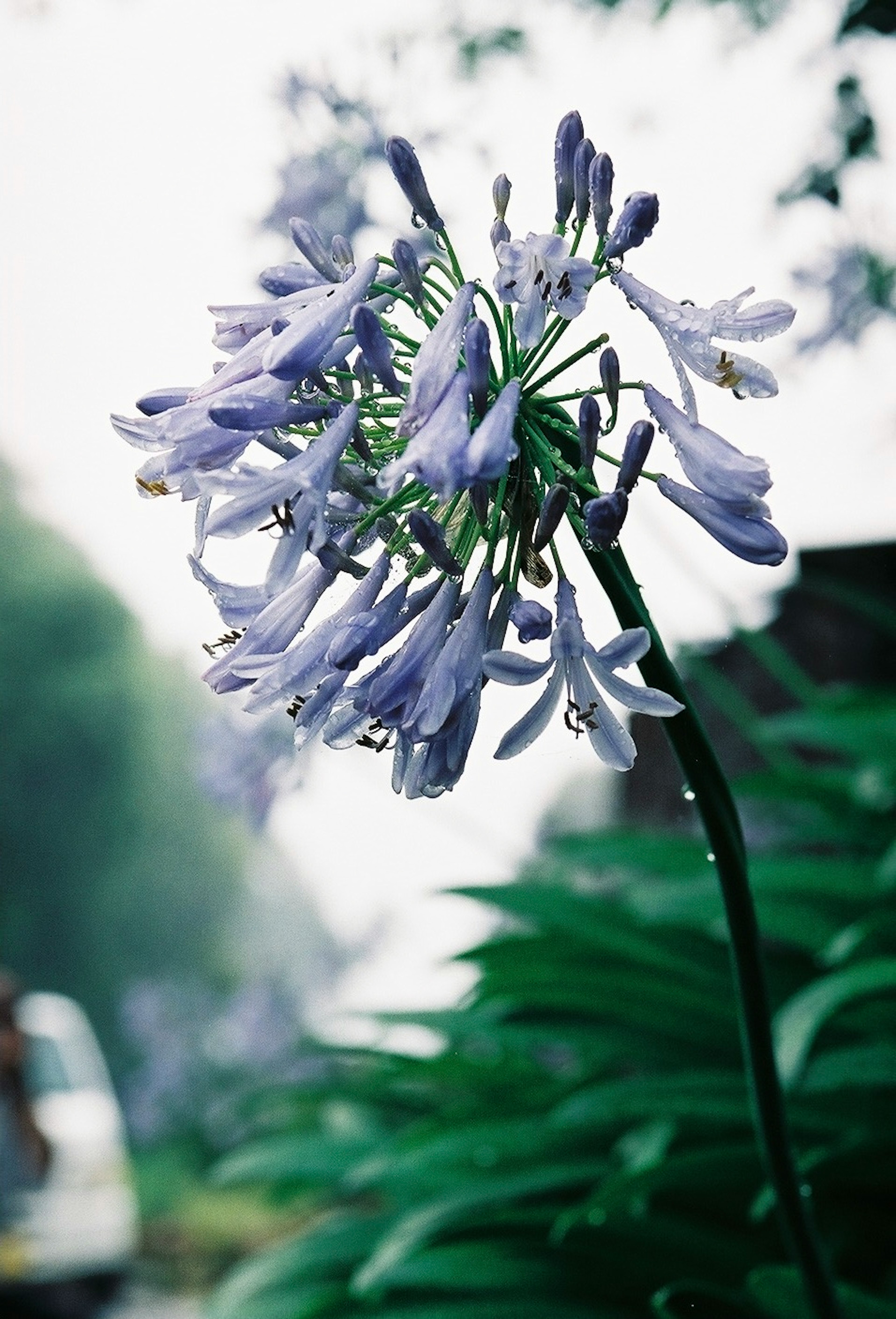 紫色の花が雨に濡れている様子で背景に緑が広がっている