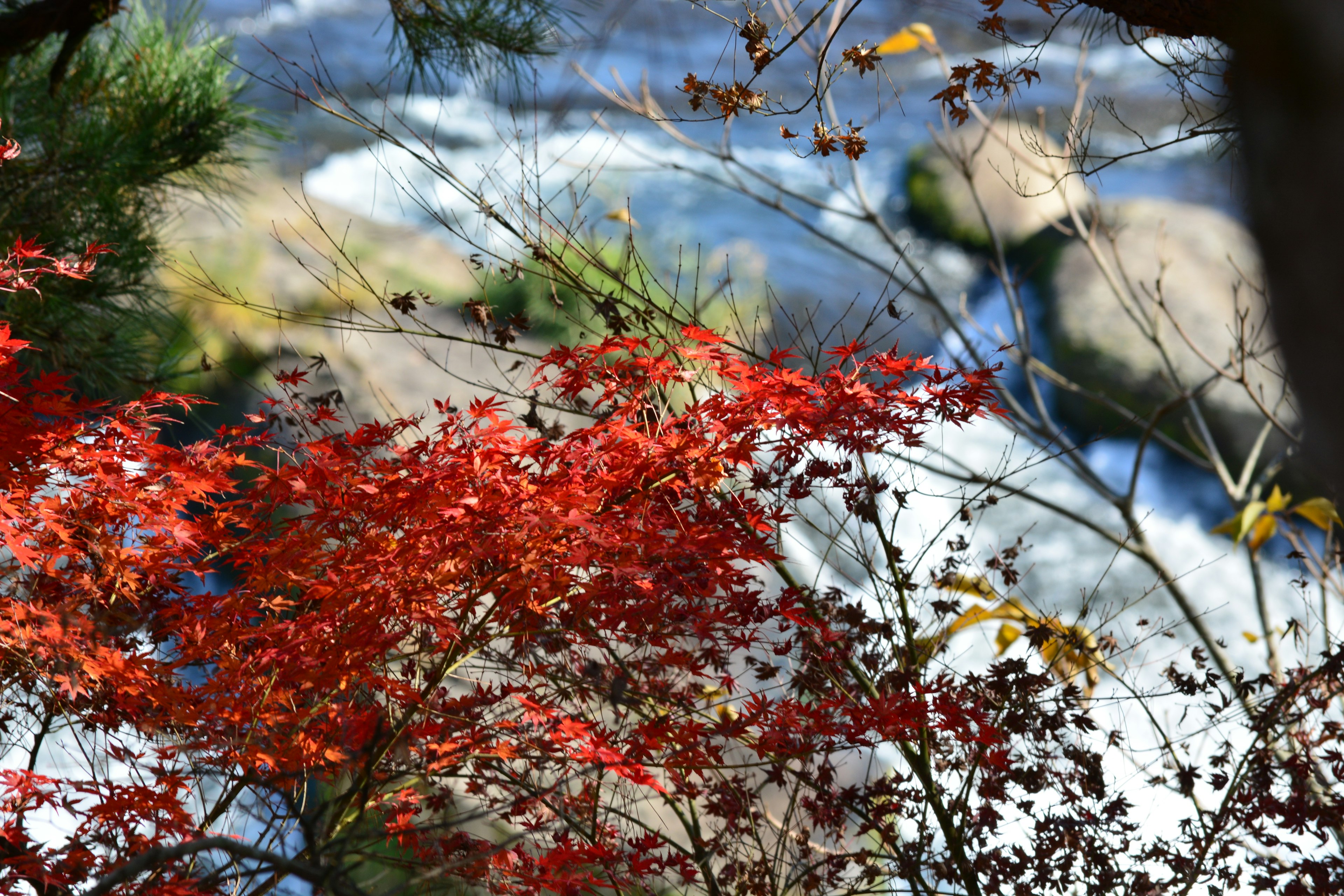 Paesaggio autunnale con fiume in movimento e foglie rosse vivaci