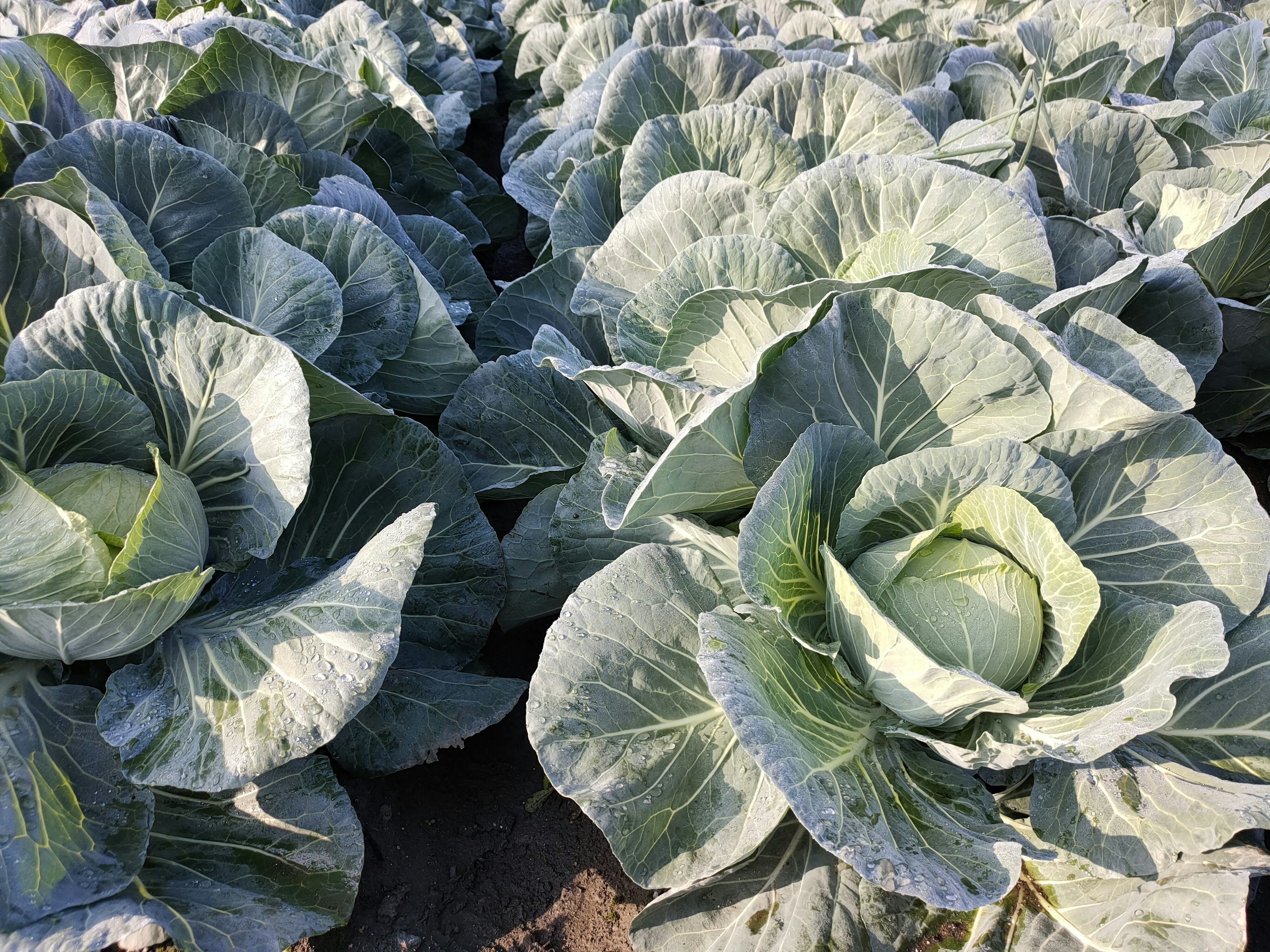 Close-up of lush green cabbage heads in a field showcasing fresh leaves