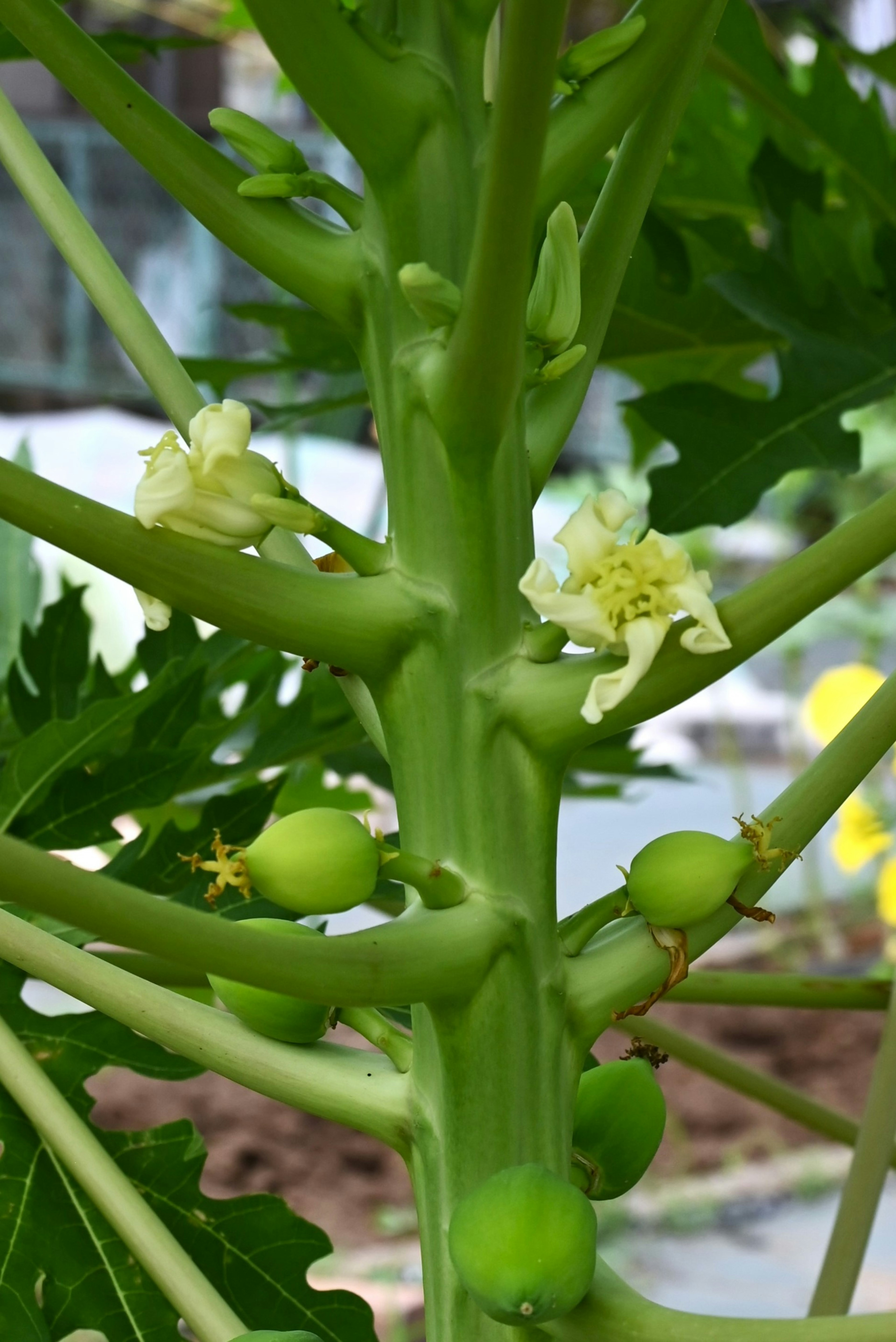 青いパパイヤの木に咲く小さな花と実