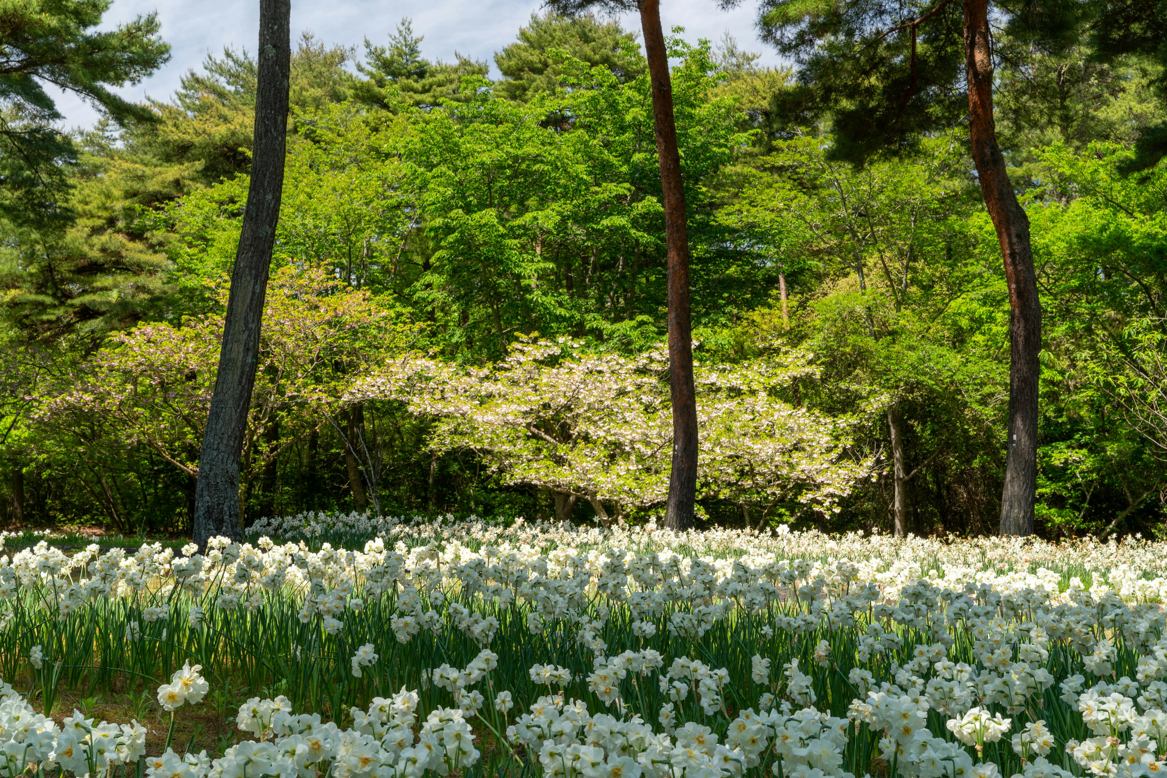 A wide field of white flowers with green trees in the background