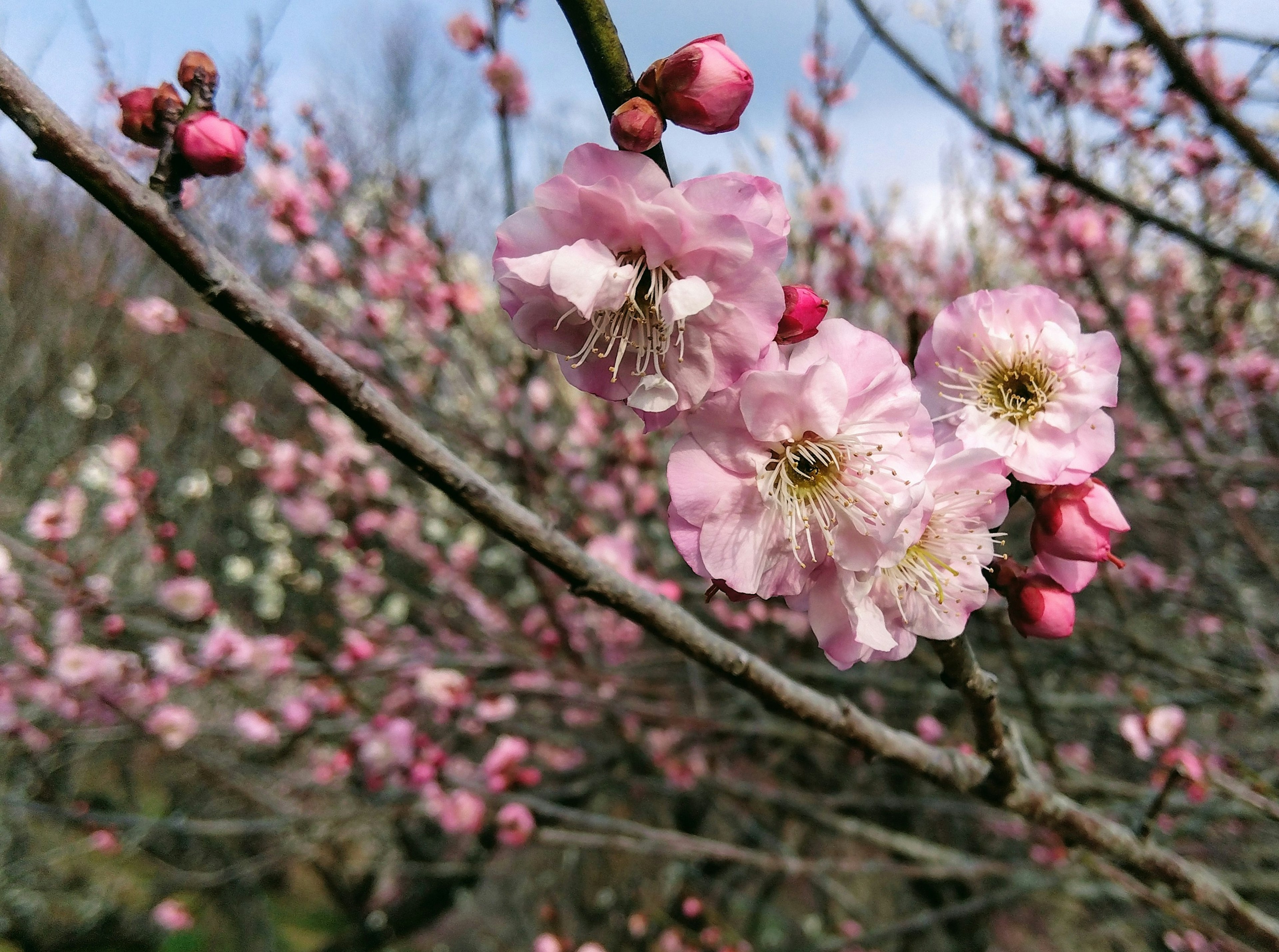 Nahaufnahme eines Zweigs eines Pflaumenbaums mit zarten rosa Blüten