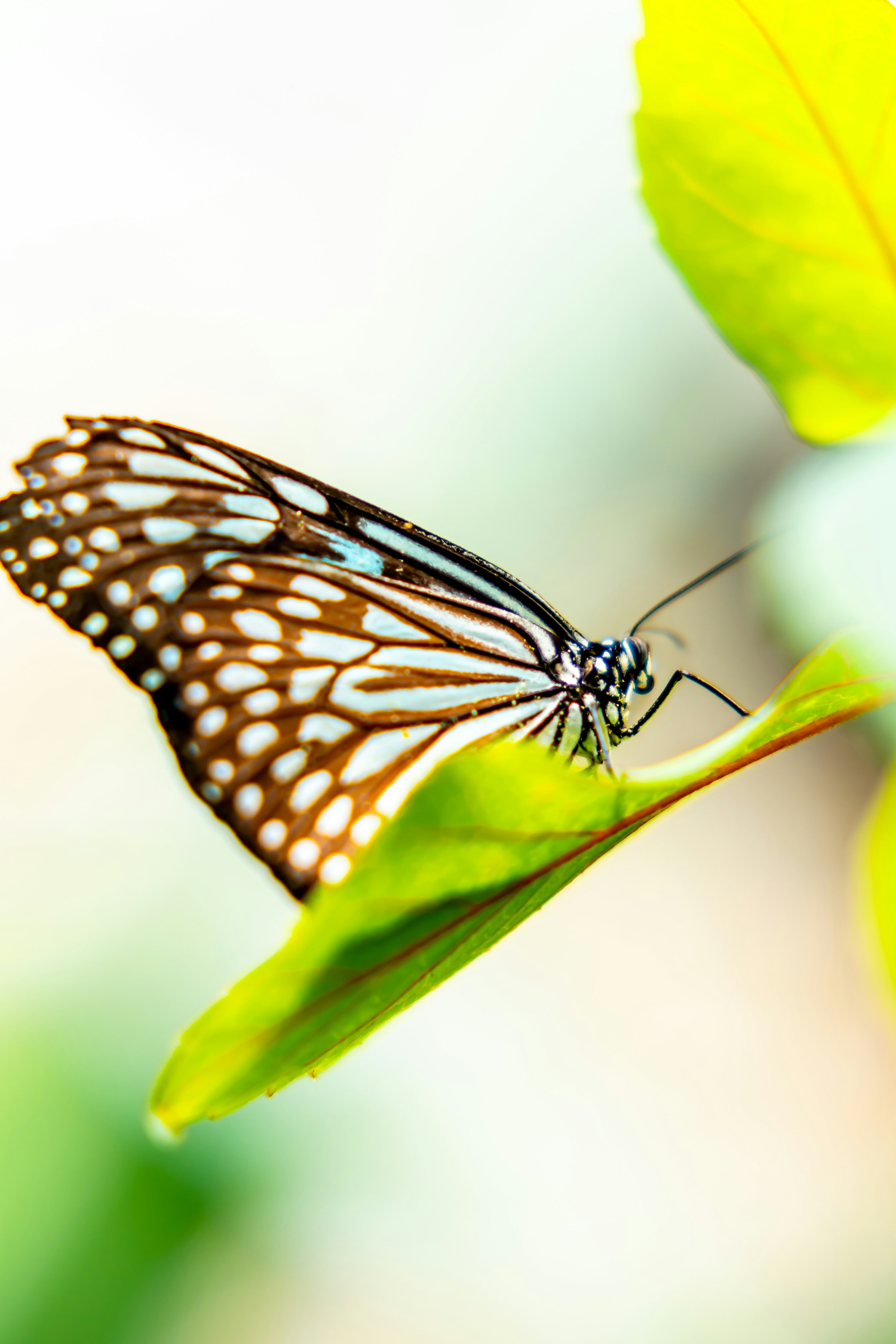 Un beau papillon se reposant sur une feuille verte