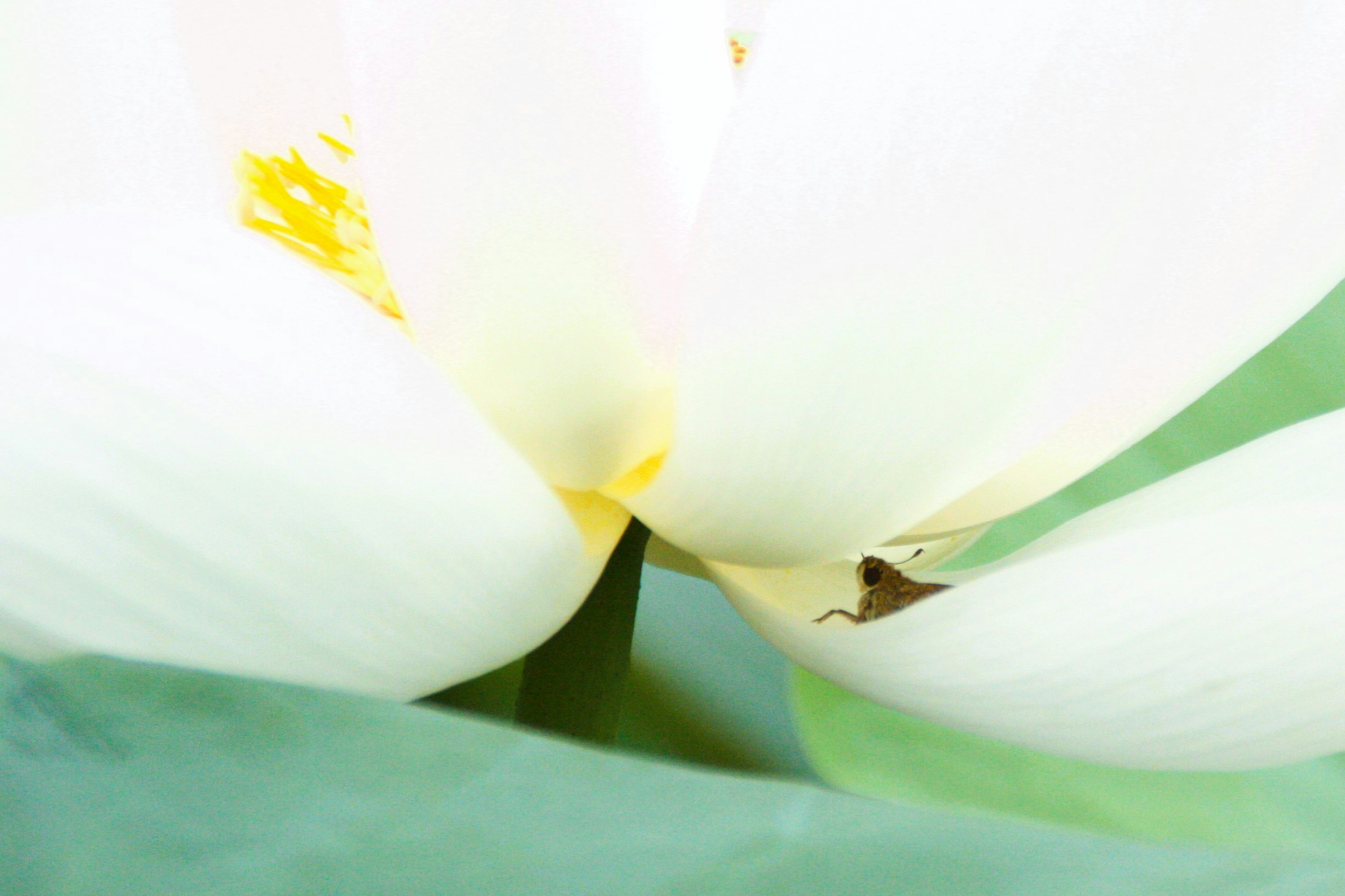 Acercamiento de una flor de loto blanca con hojas verdes y un centro amarillo