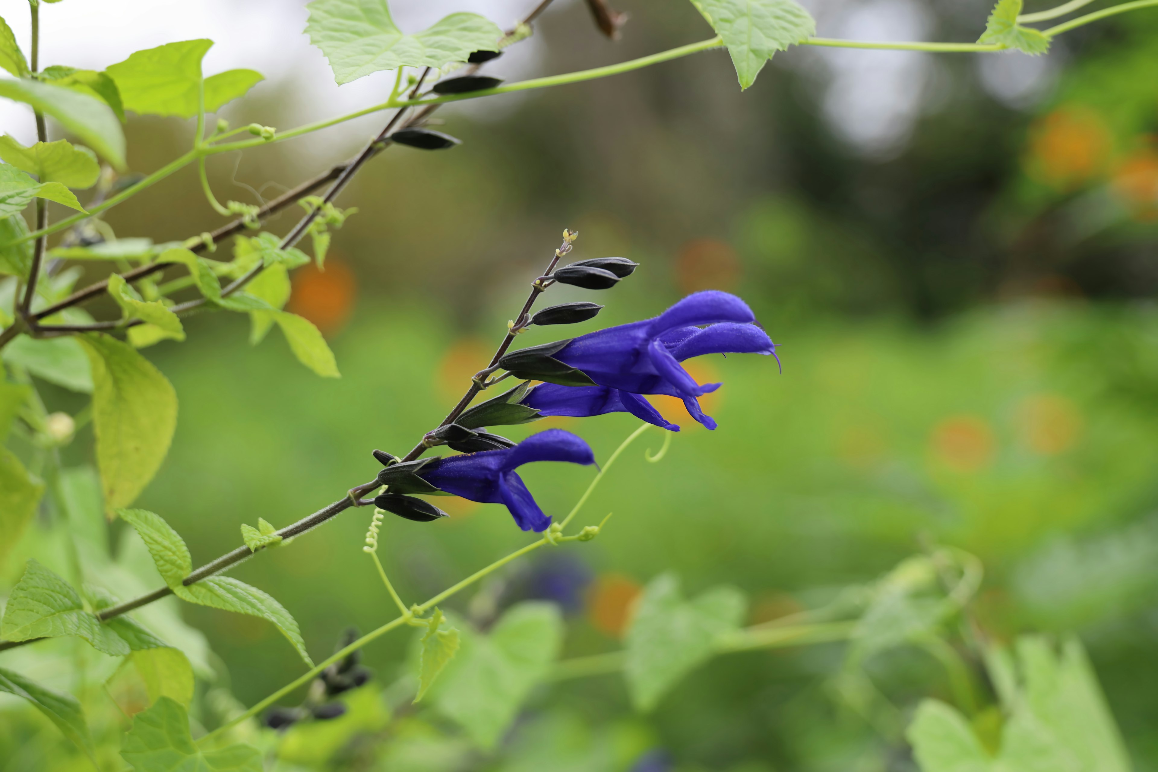 Flor púrpura vibrante rodeada de hojas verdes