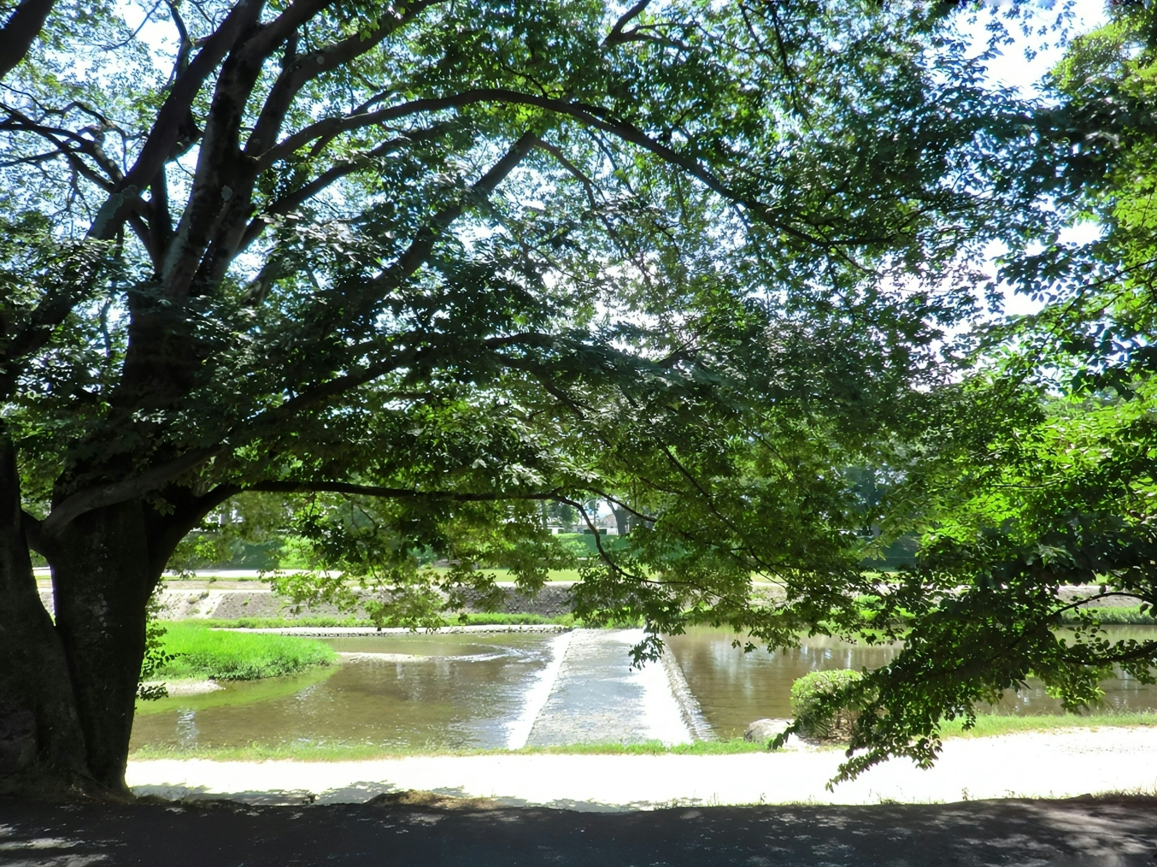 Vista escénica de un cuerpo de agua enmarcado por grandes árboles