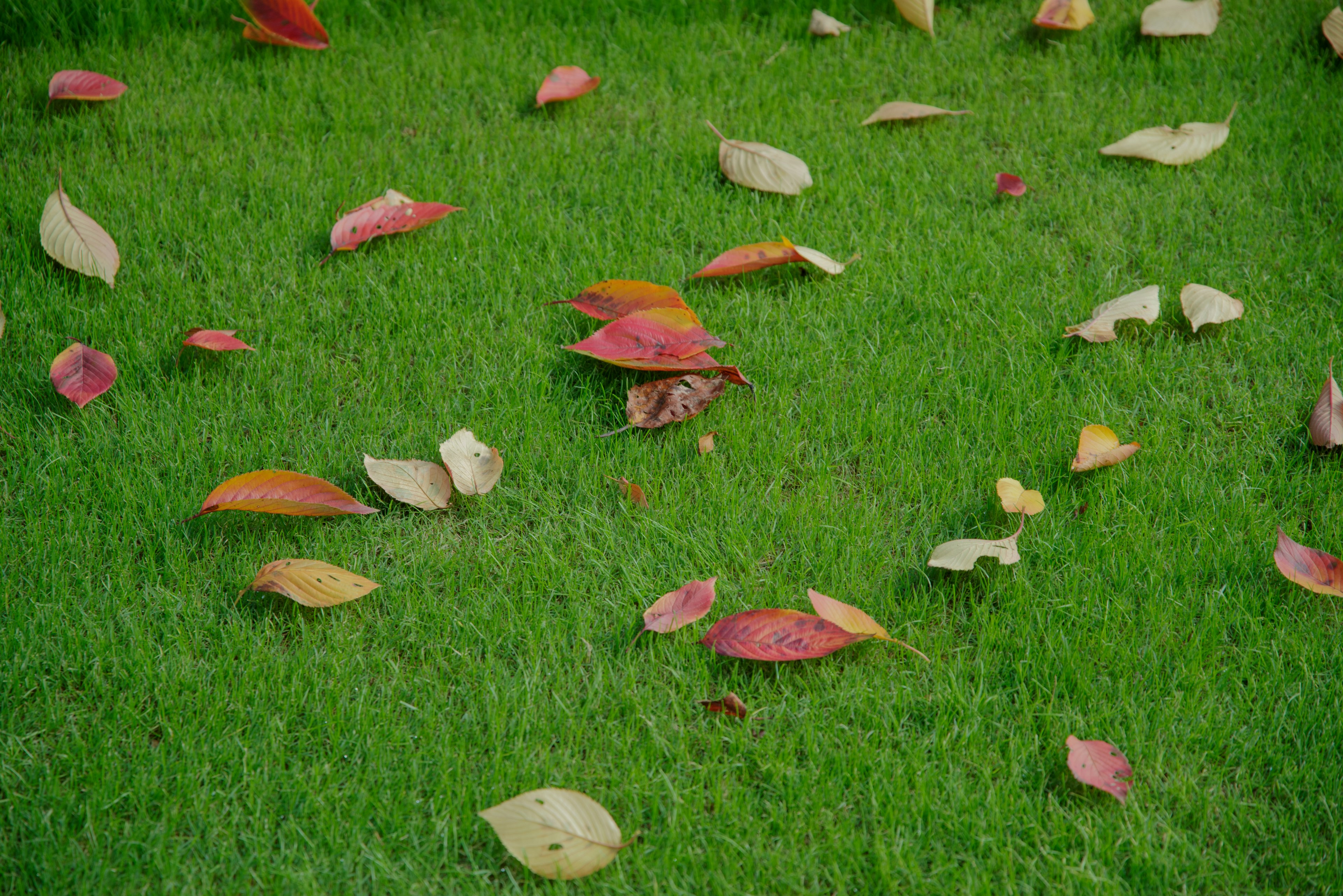 Feuilles colorées éparpillées sur l'herbe verte