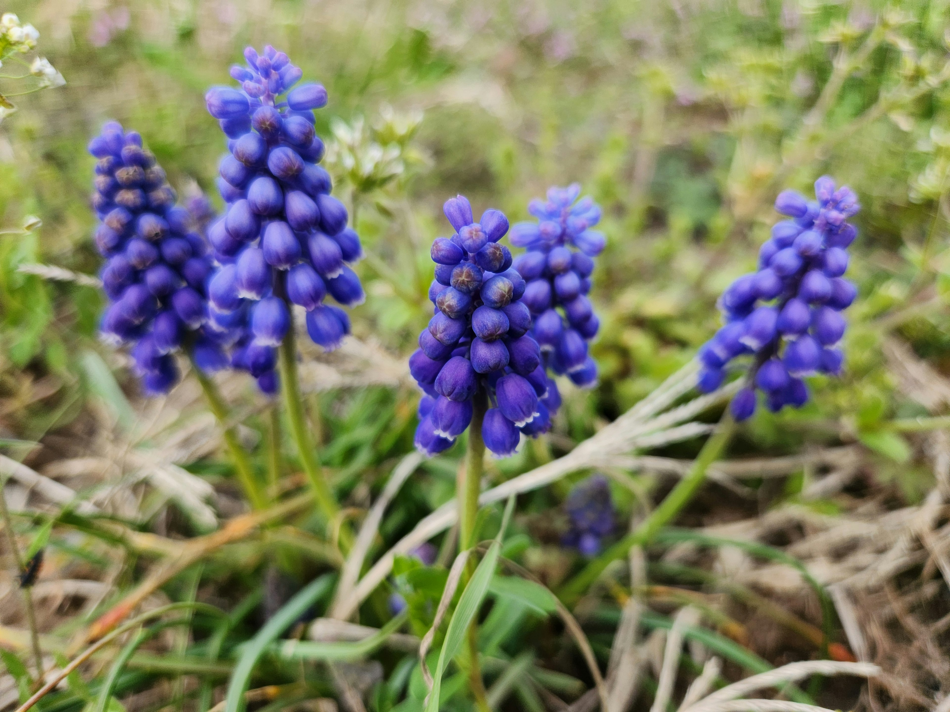 Grupo de flores moradas rodeadas de follaje verde