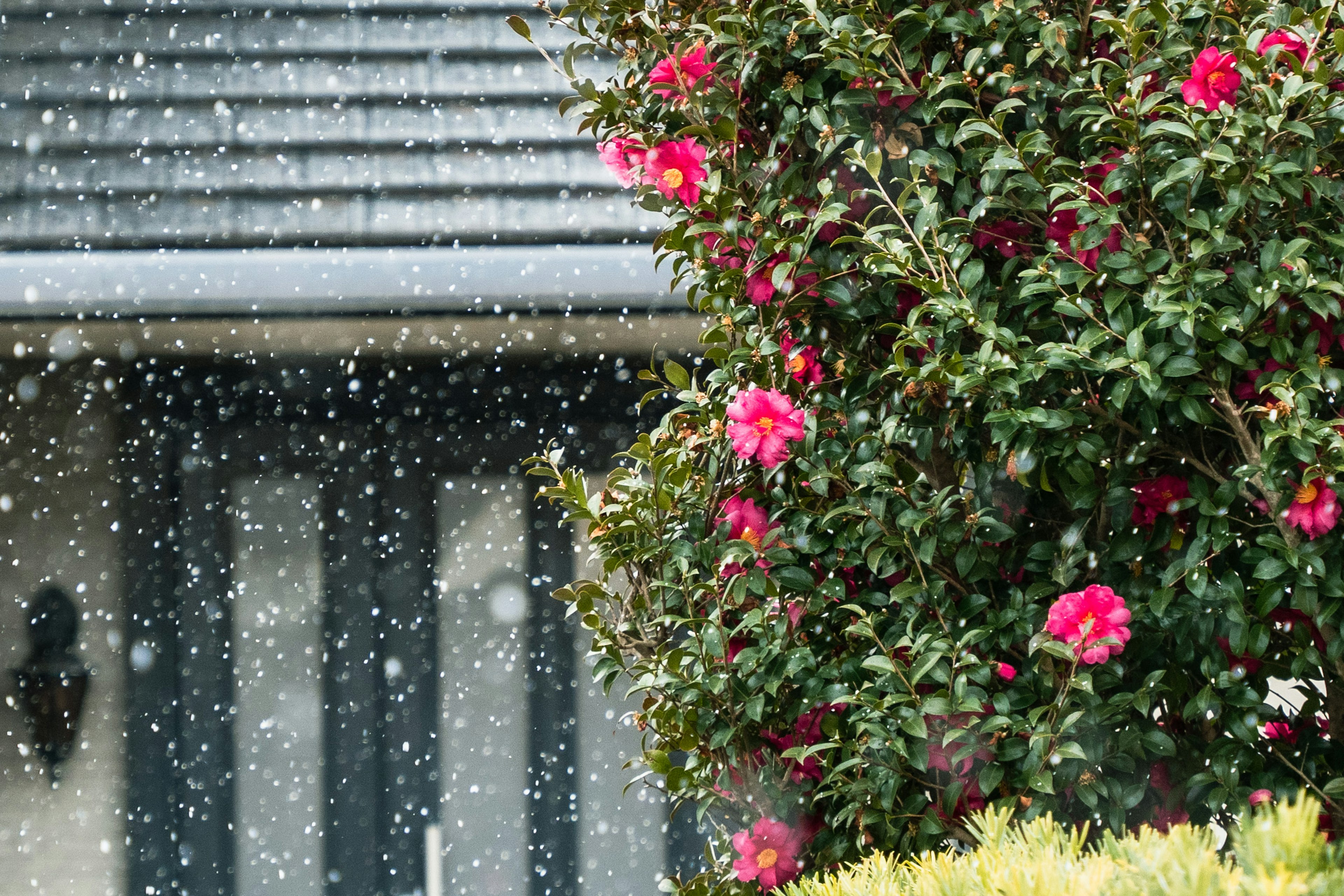 A photo of blooming flowers in the rain with a house in the background