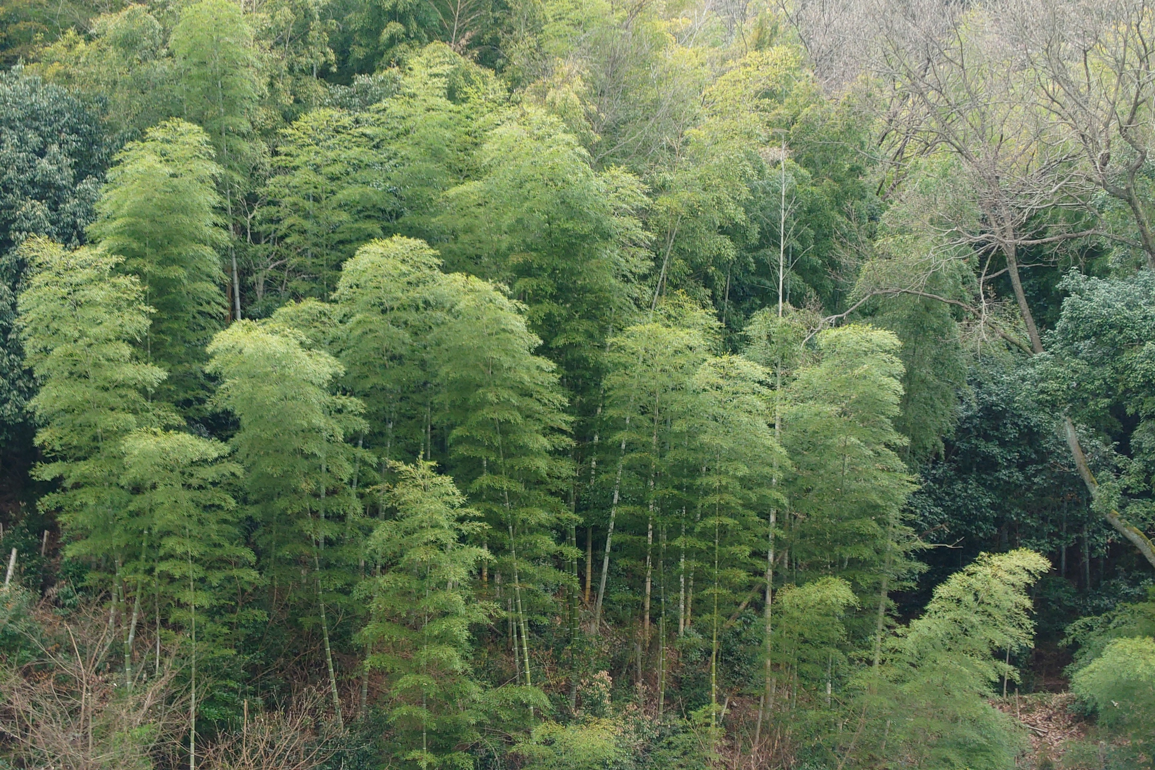 Bosque de bambú exuberante con follaje verde vibrante