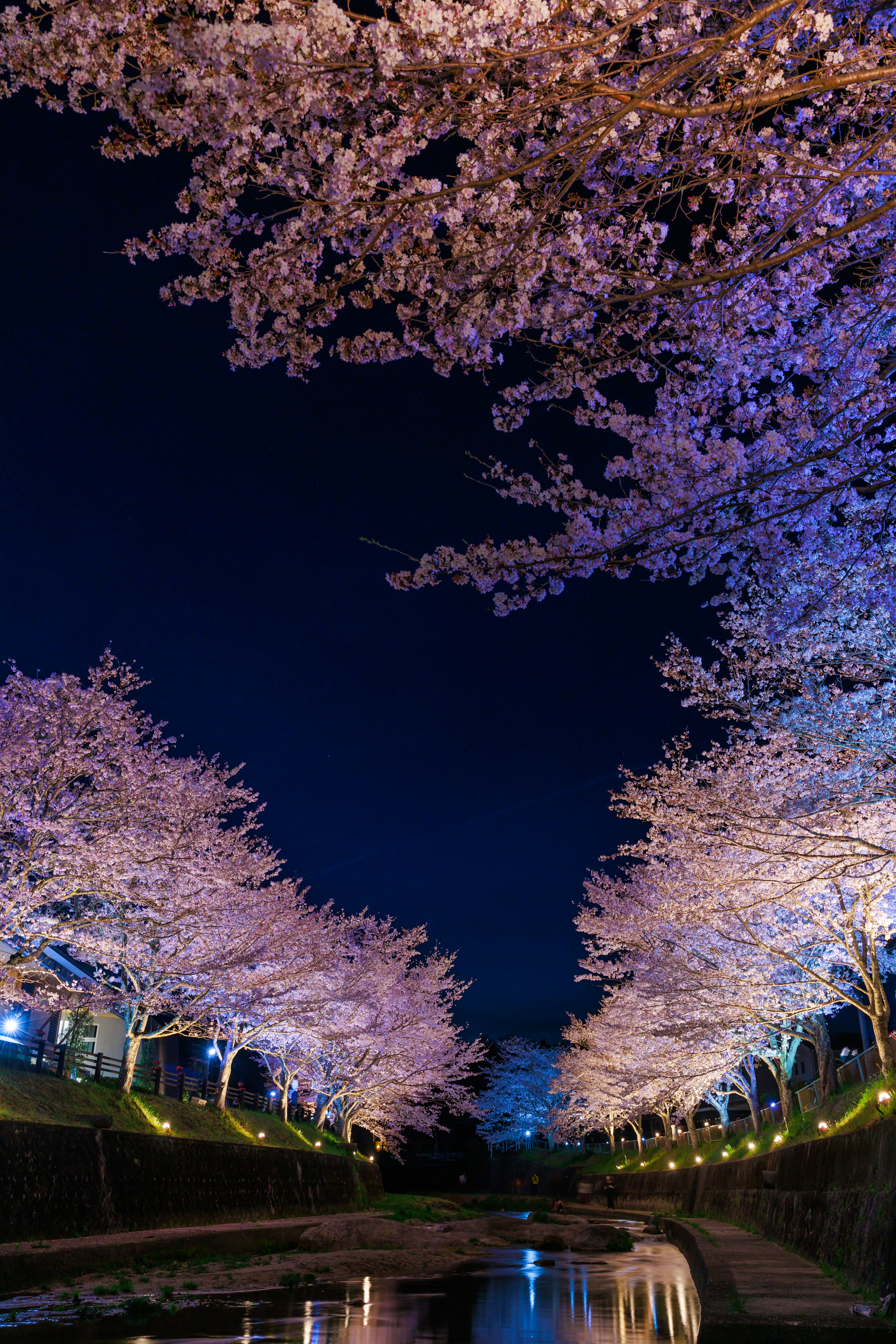 夜桜の美しい景色と水面に映る桜の花