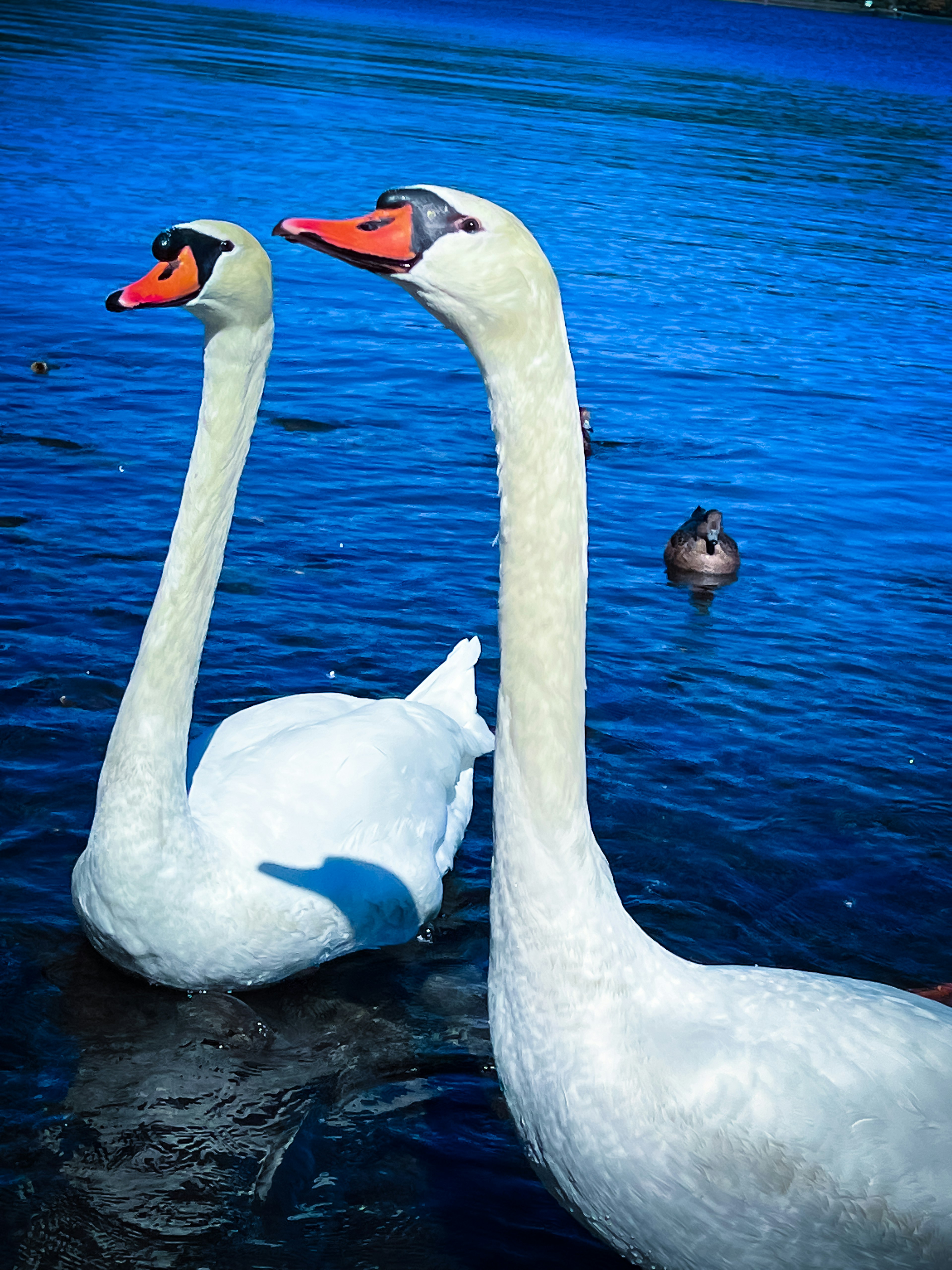 Two swans near a blue water surface with a duck