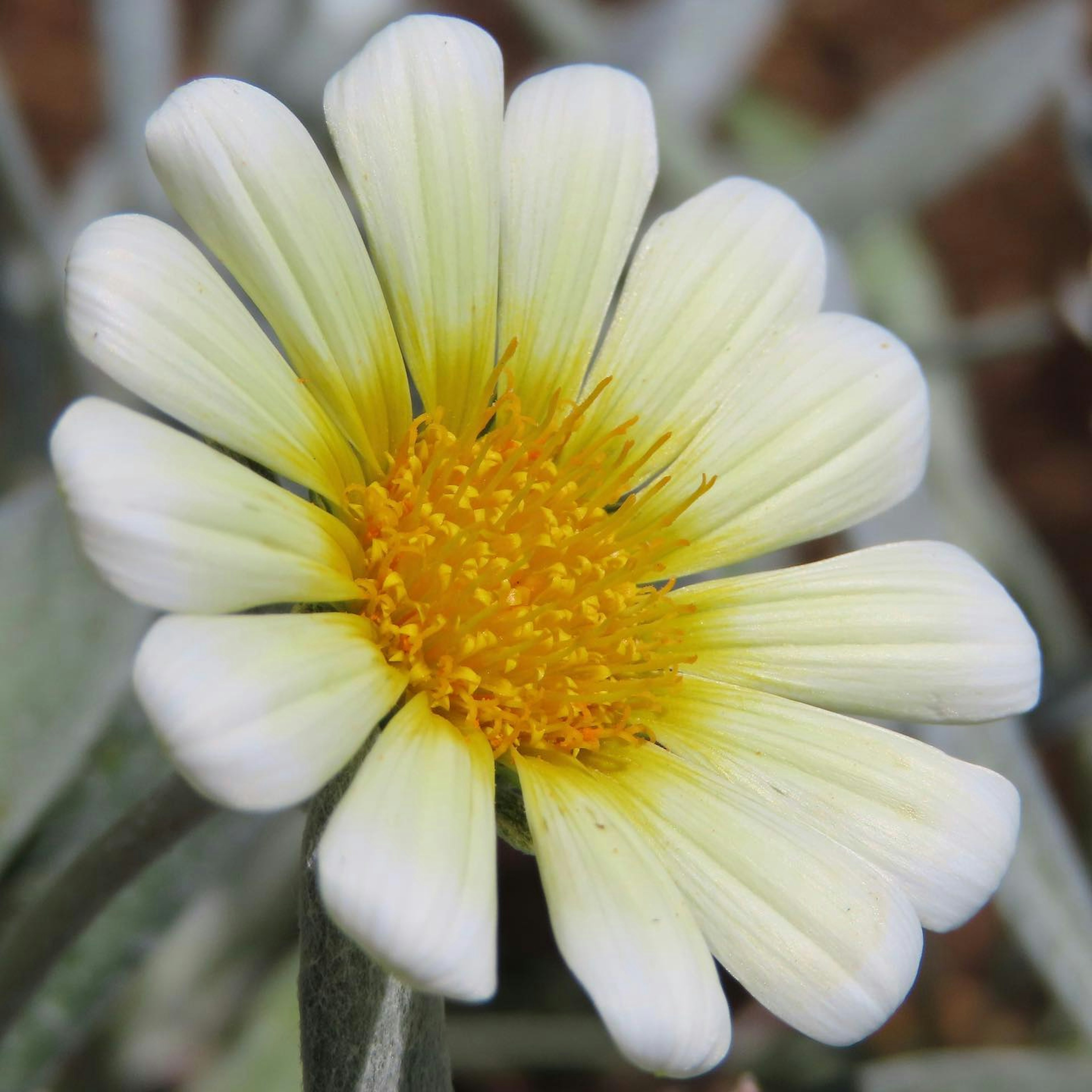 Primo piano di un fiore con petali bianchi e un centro giallo