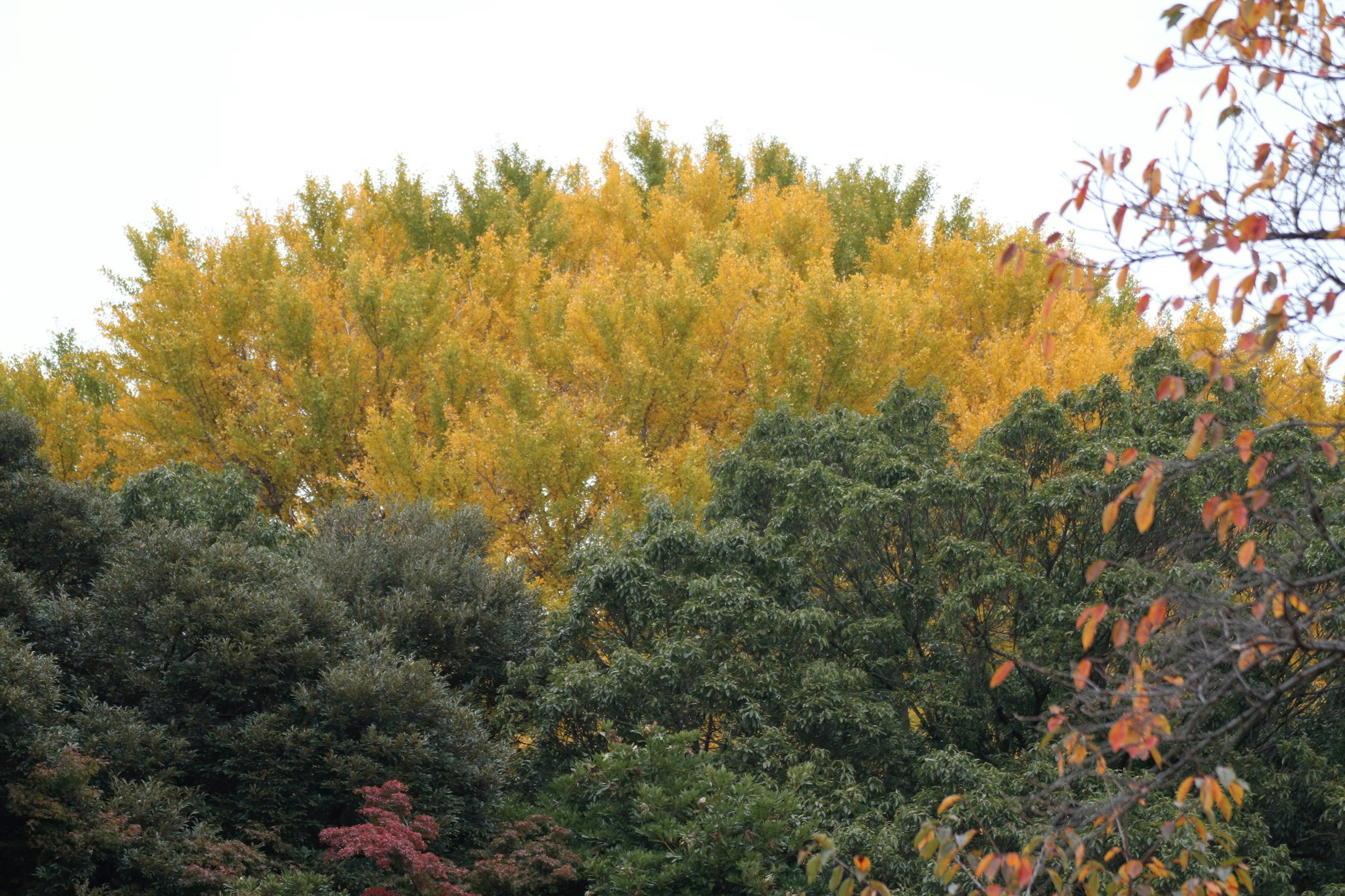 Herbstlandschaft mit einem Baum mit gelben Blättern zwischen grünen Bäumen