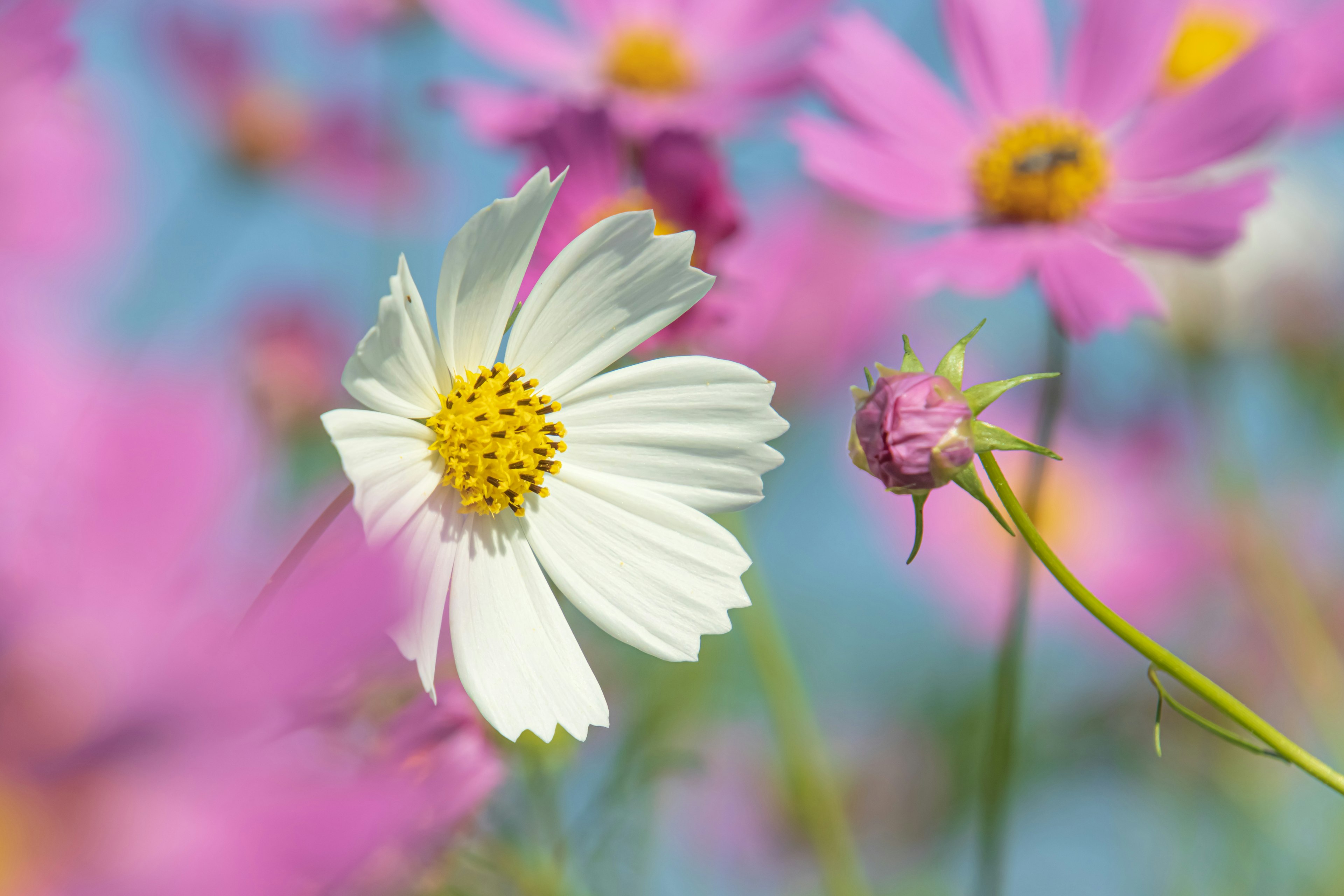 White flower with yellow center surrounded by pink flowers and blue sky