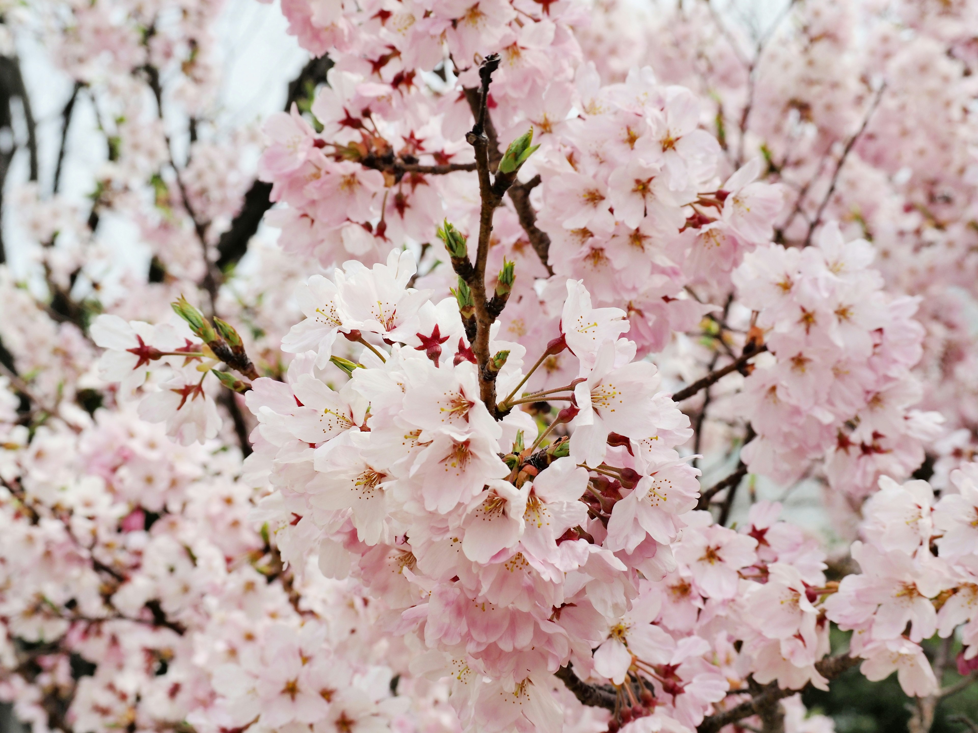 Branches adorned with pale pink cherry blossoms