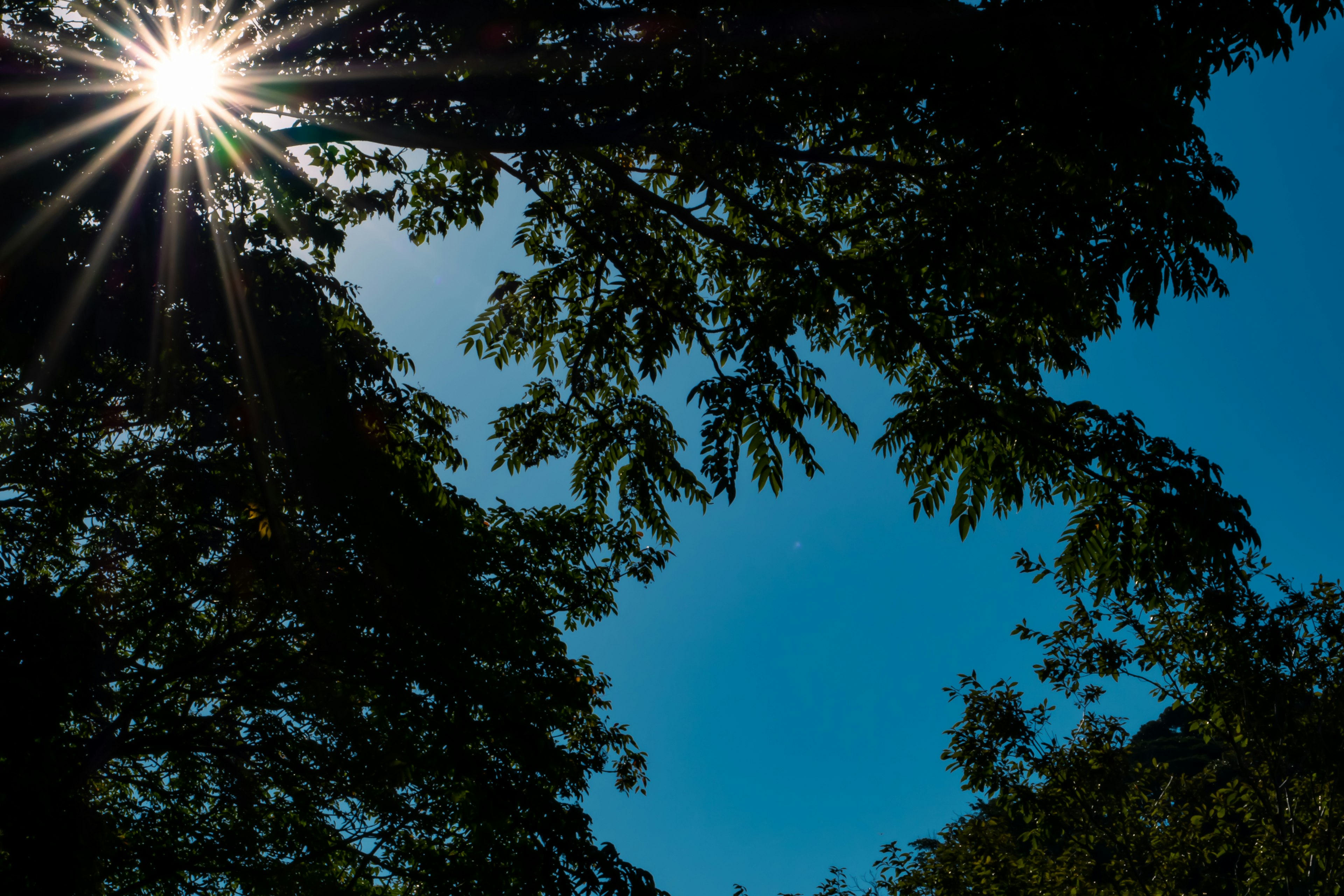 Sun shining through tree silhouettes against a clear blue sky