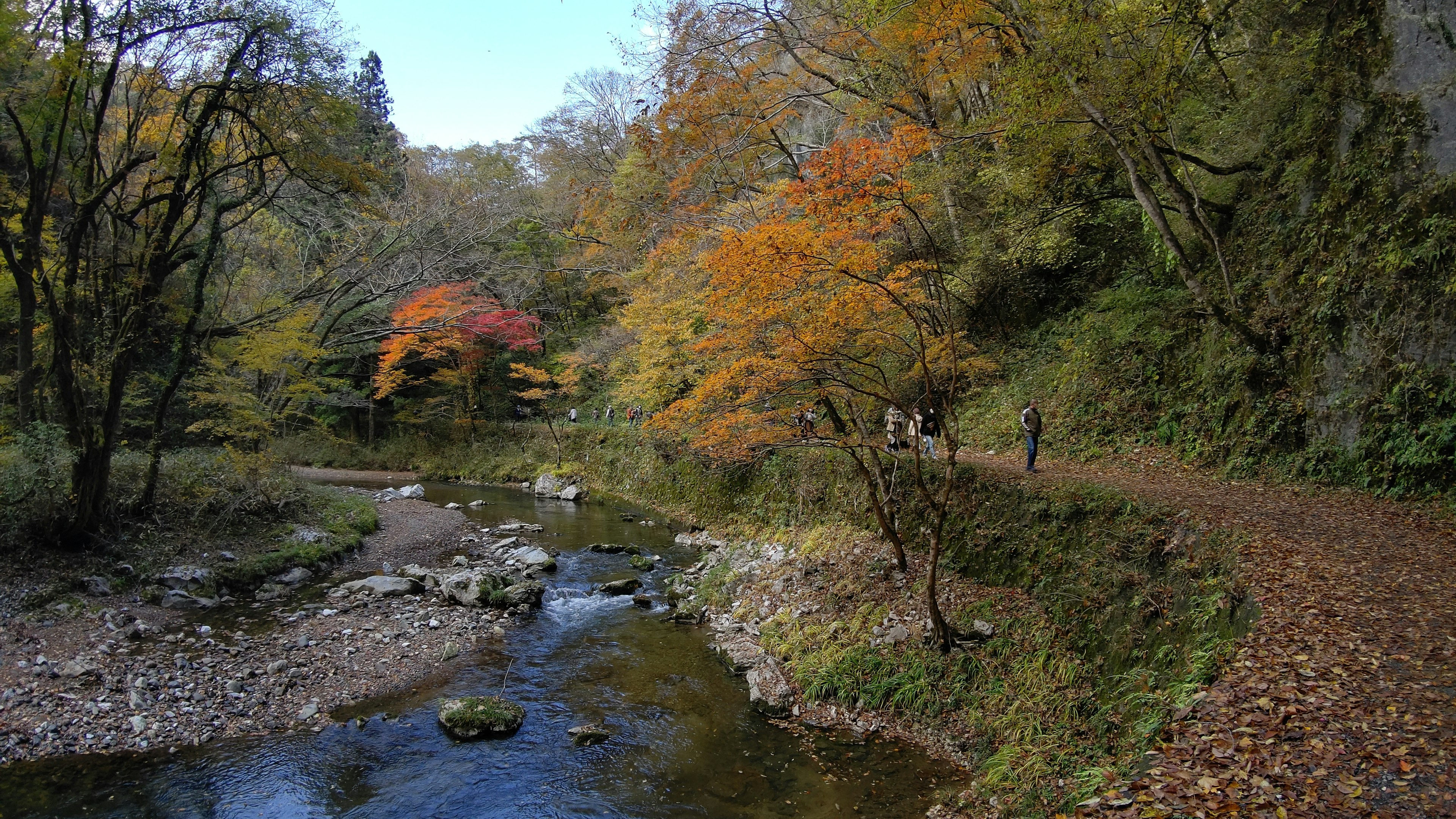 美しい秋の風景、色づいた木々と静かな川の流れ