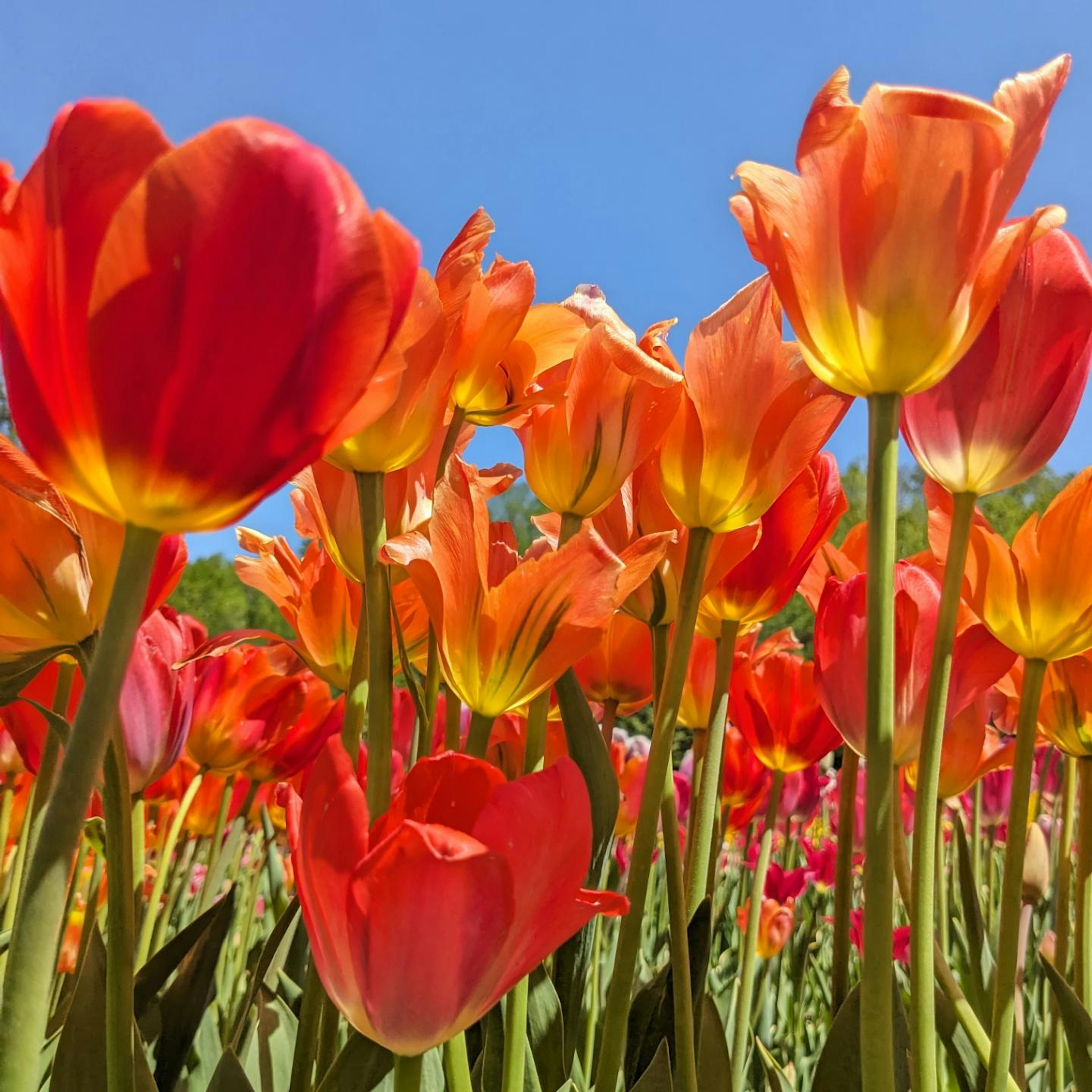 Tulip oranye dan merah cerah mekar di ladang yang cerah