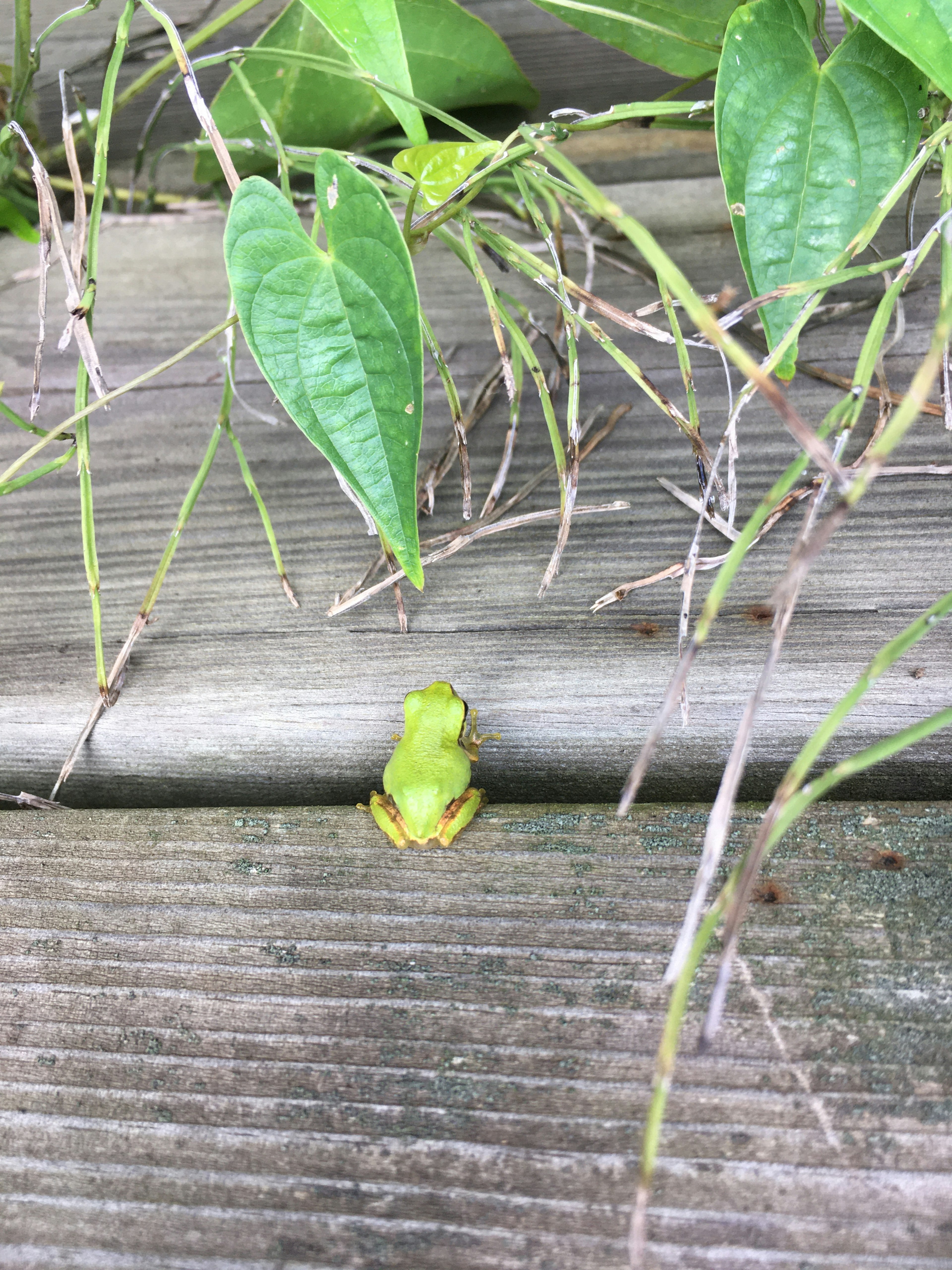 Une grenouille verte assise sur des planches en bois entourées de feuilles