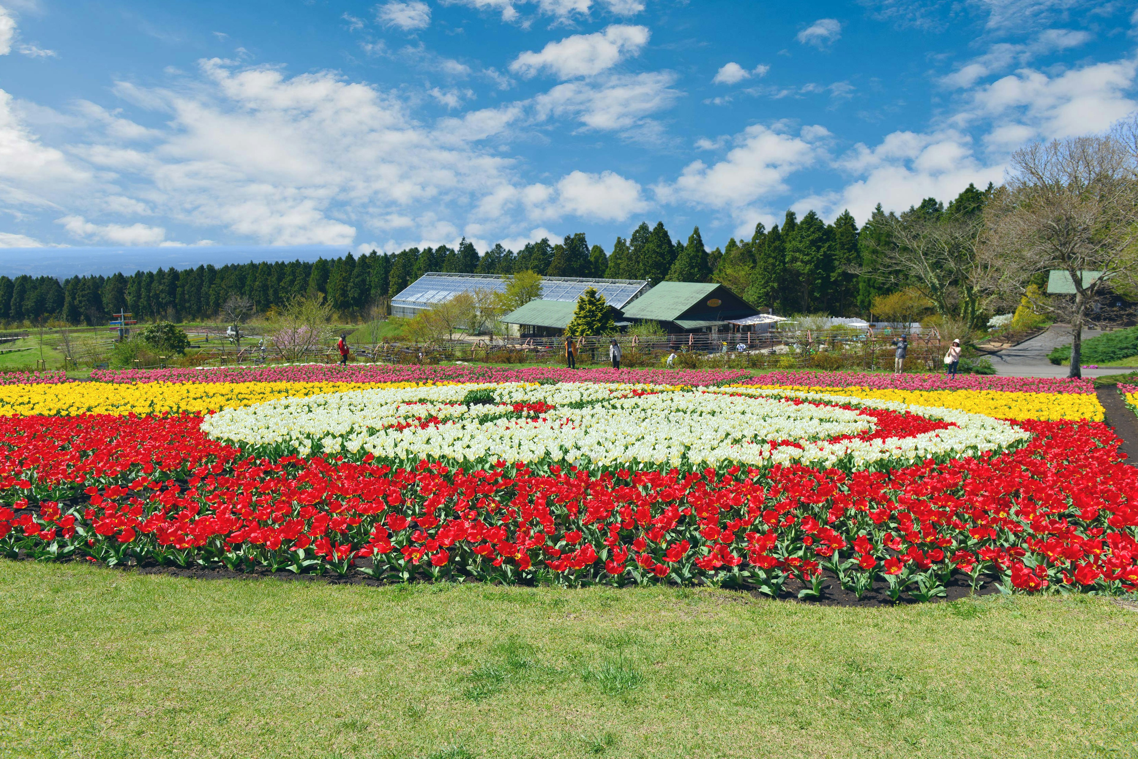 Vibrant flower garden with colorful tulips arranged in a circular pattern