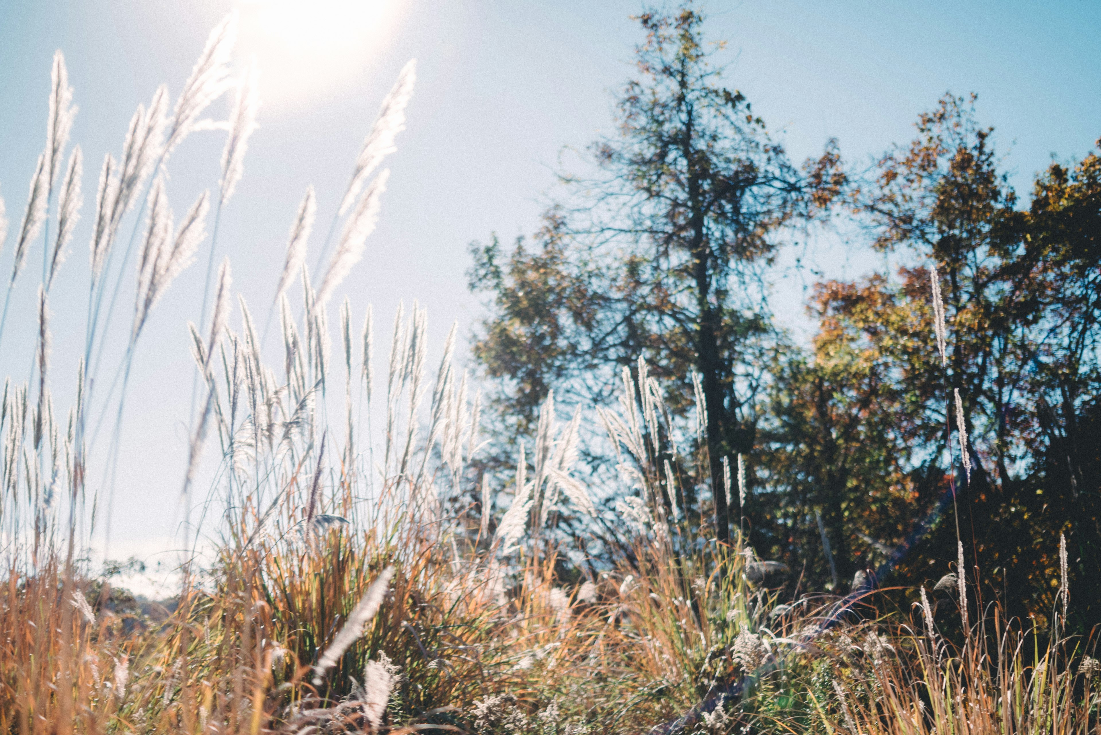 Landschaft aus Gras und Bäumen unter hellem Sonnenlicht