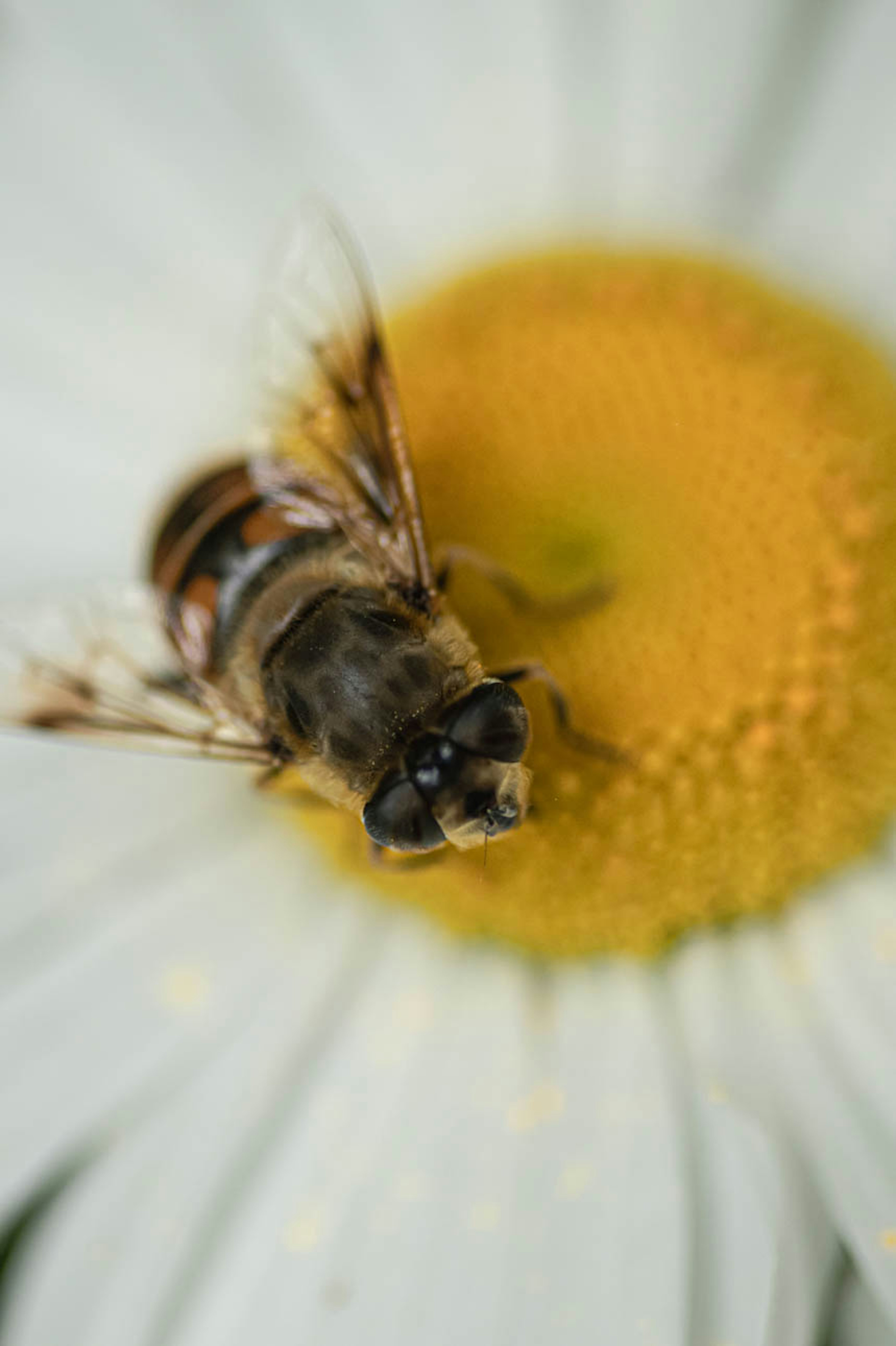 Primo piano di un'ape che estrae nettare dal centro di un fiore