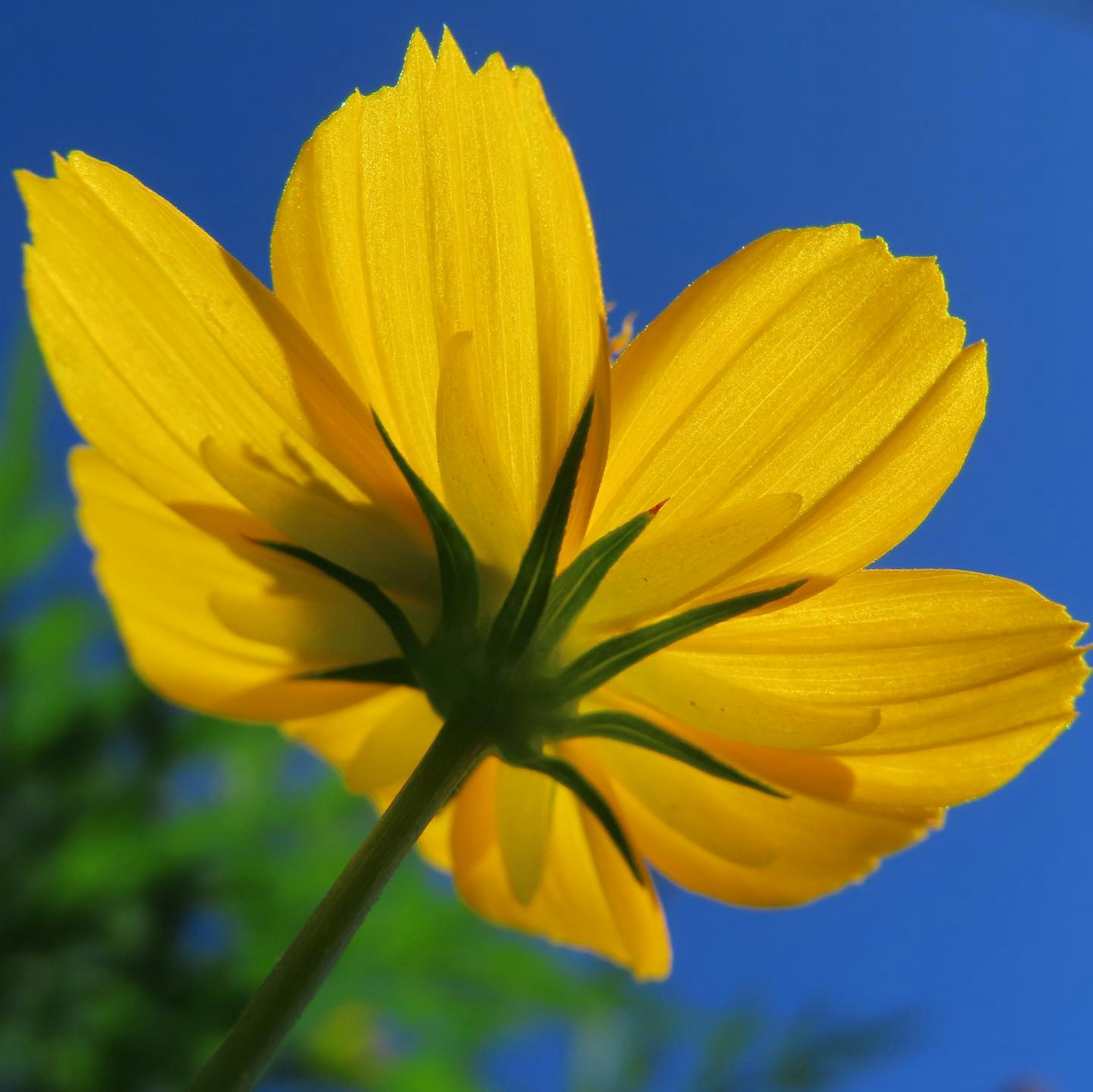 鮮やかな黄色の花が青空を背景に咲いている