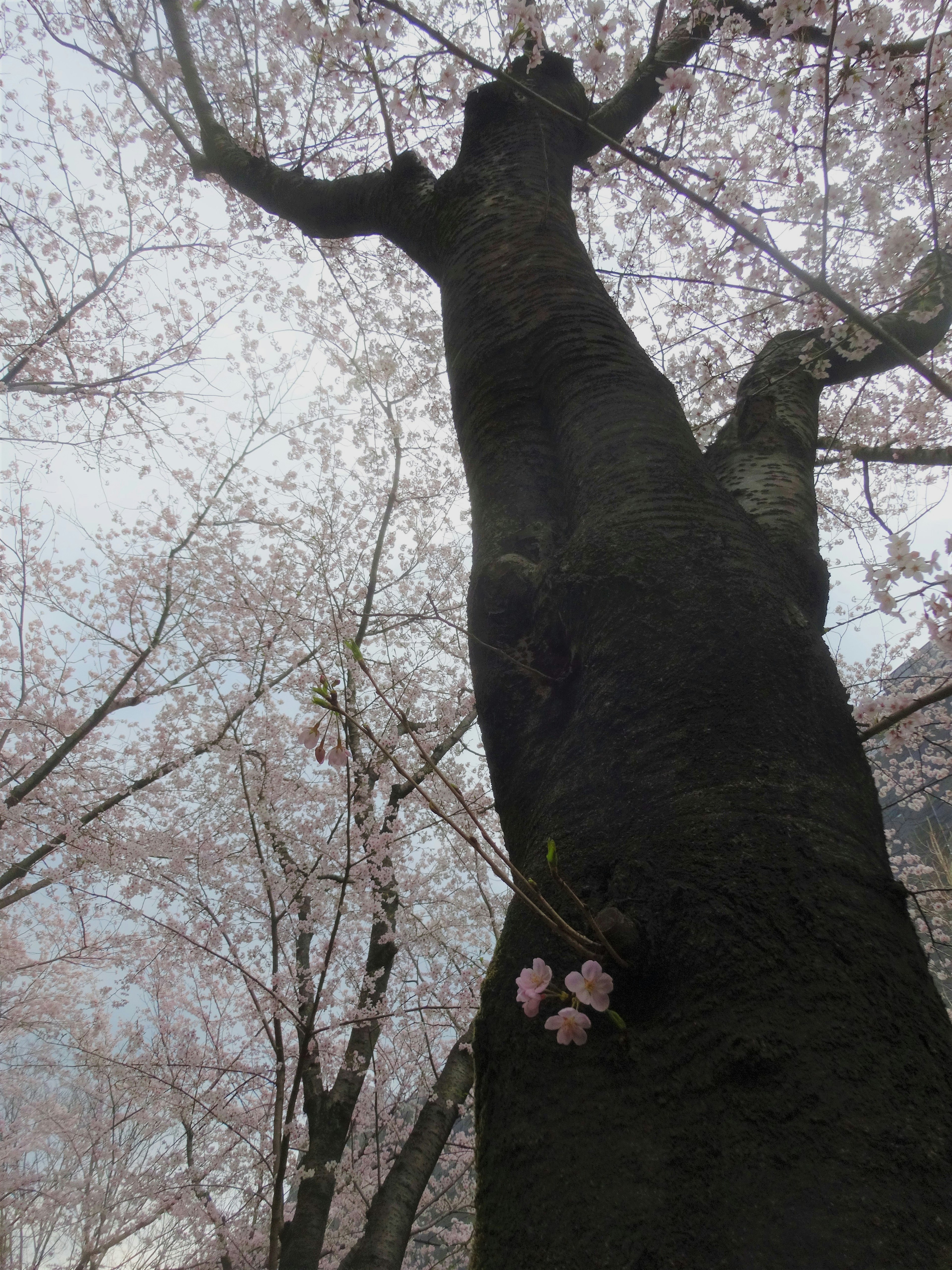 Tronco de cerezo con delicadas flores rosas en un entorno brumoso