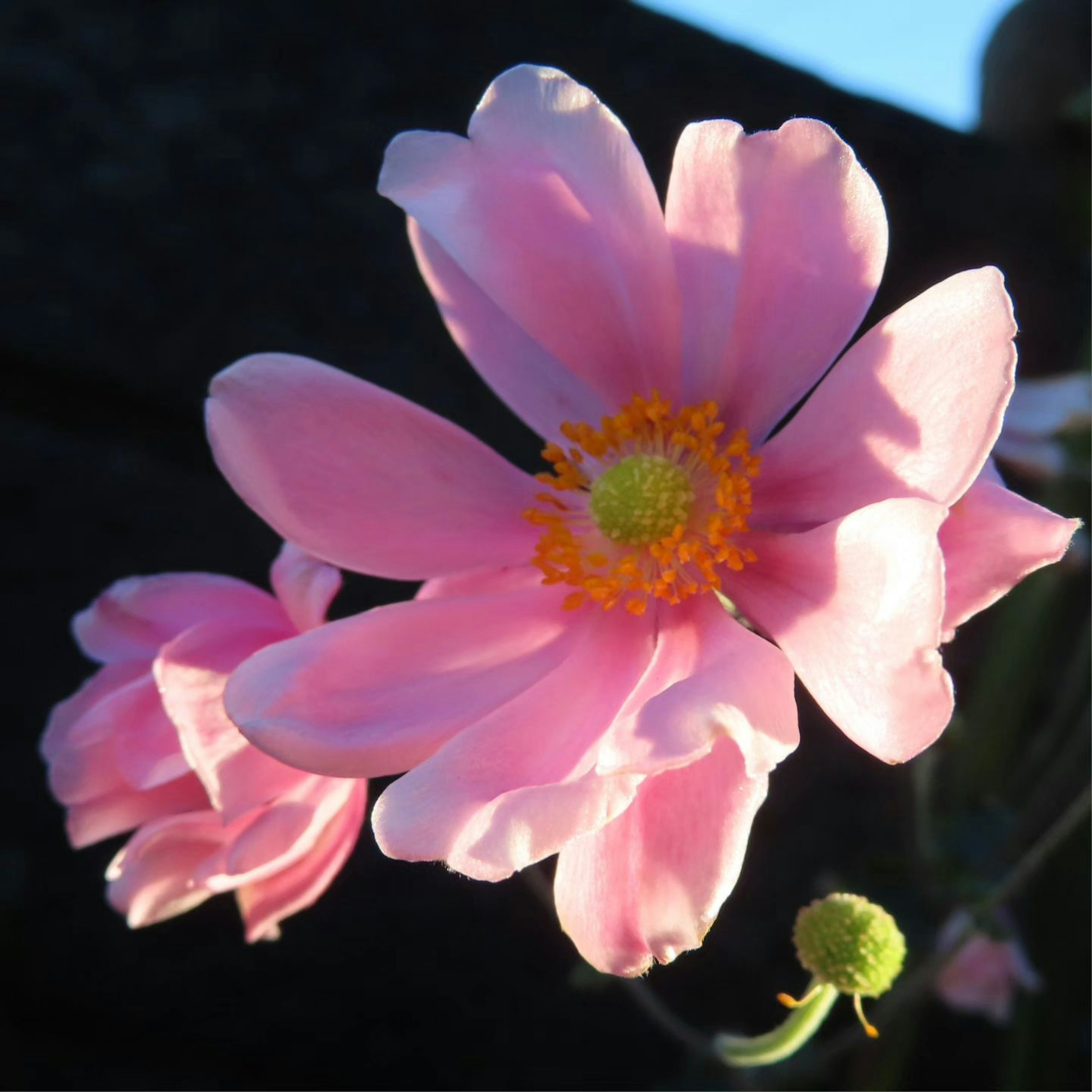 Delicate pink flower blooming under a blue sky