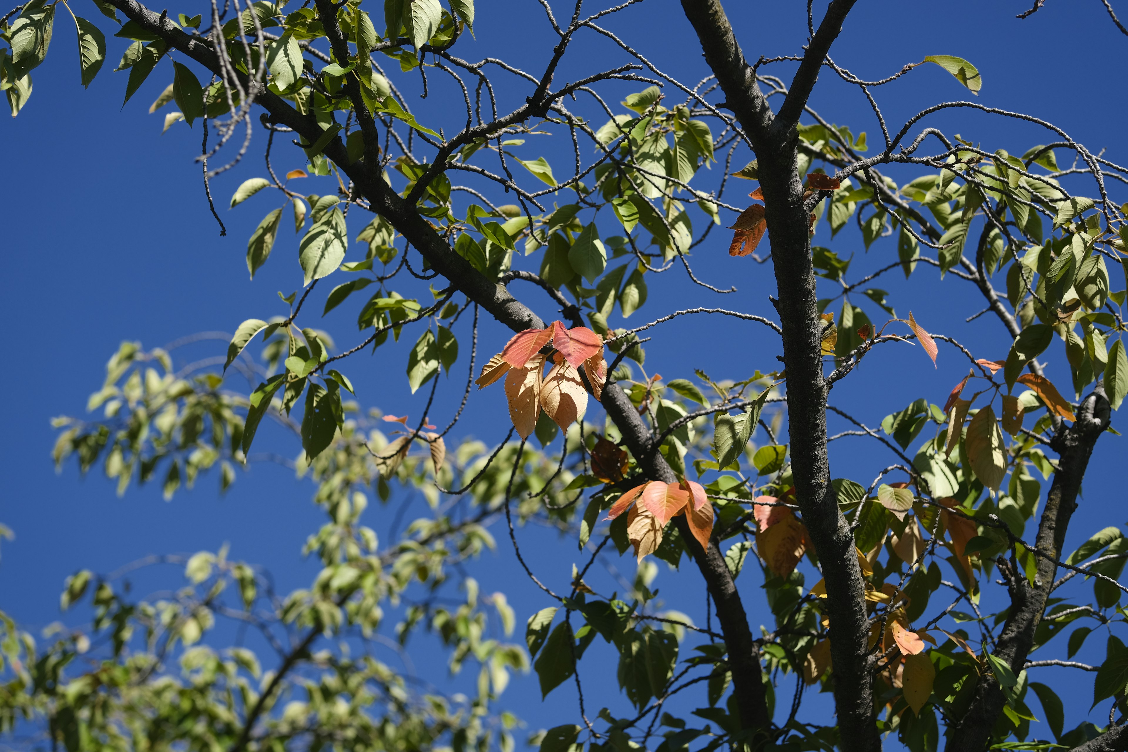 Árbol con hojas verdes y naranjas bajo un cielo azul