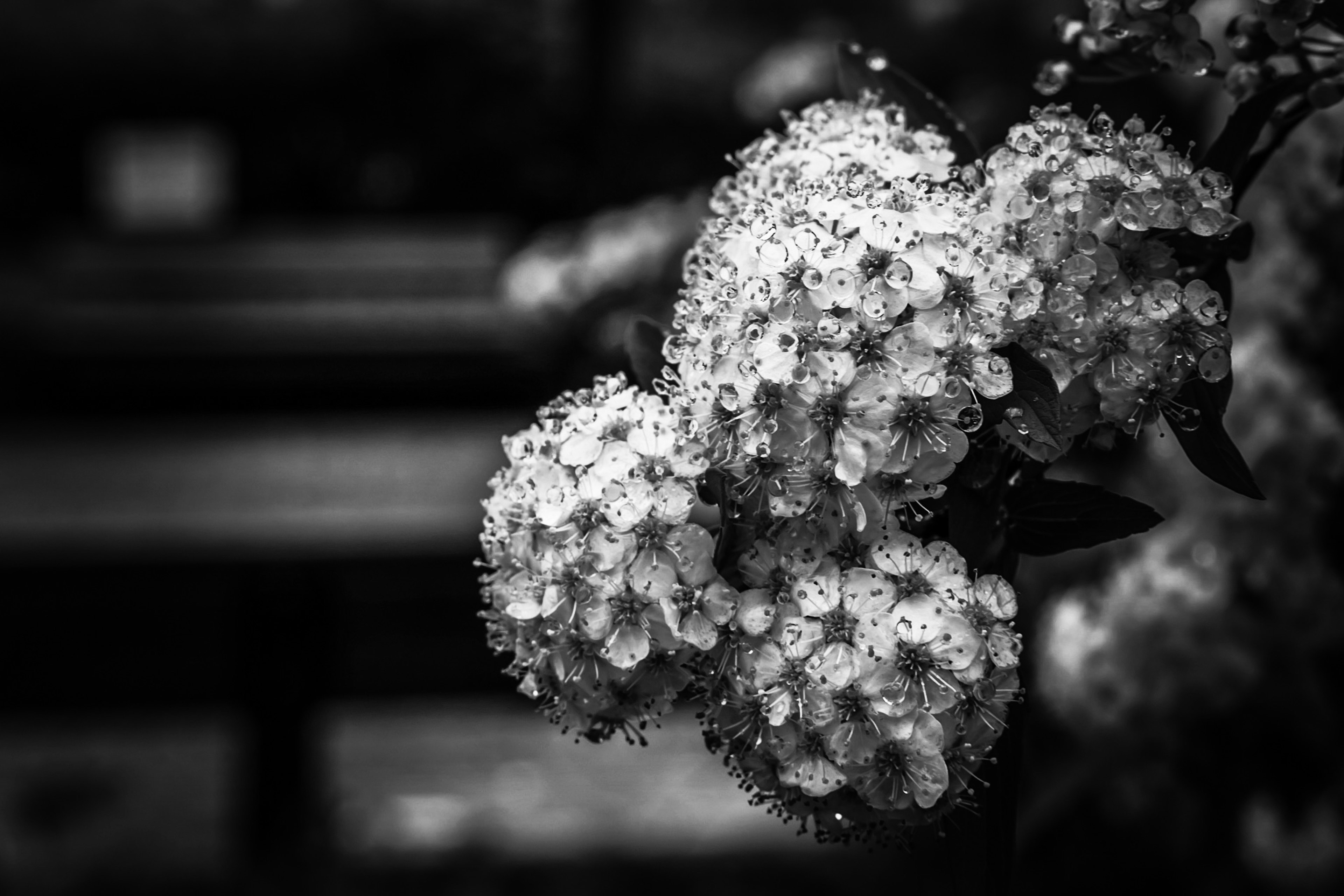 Un gruppo di fiori bianchi in una fotografia in bianco e nero