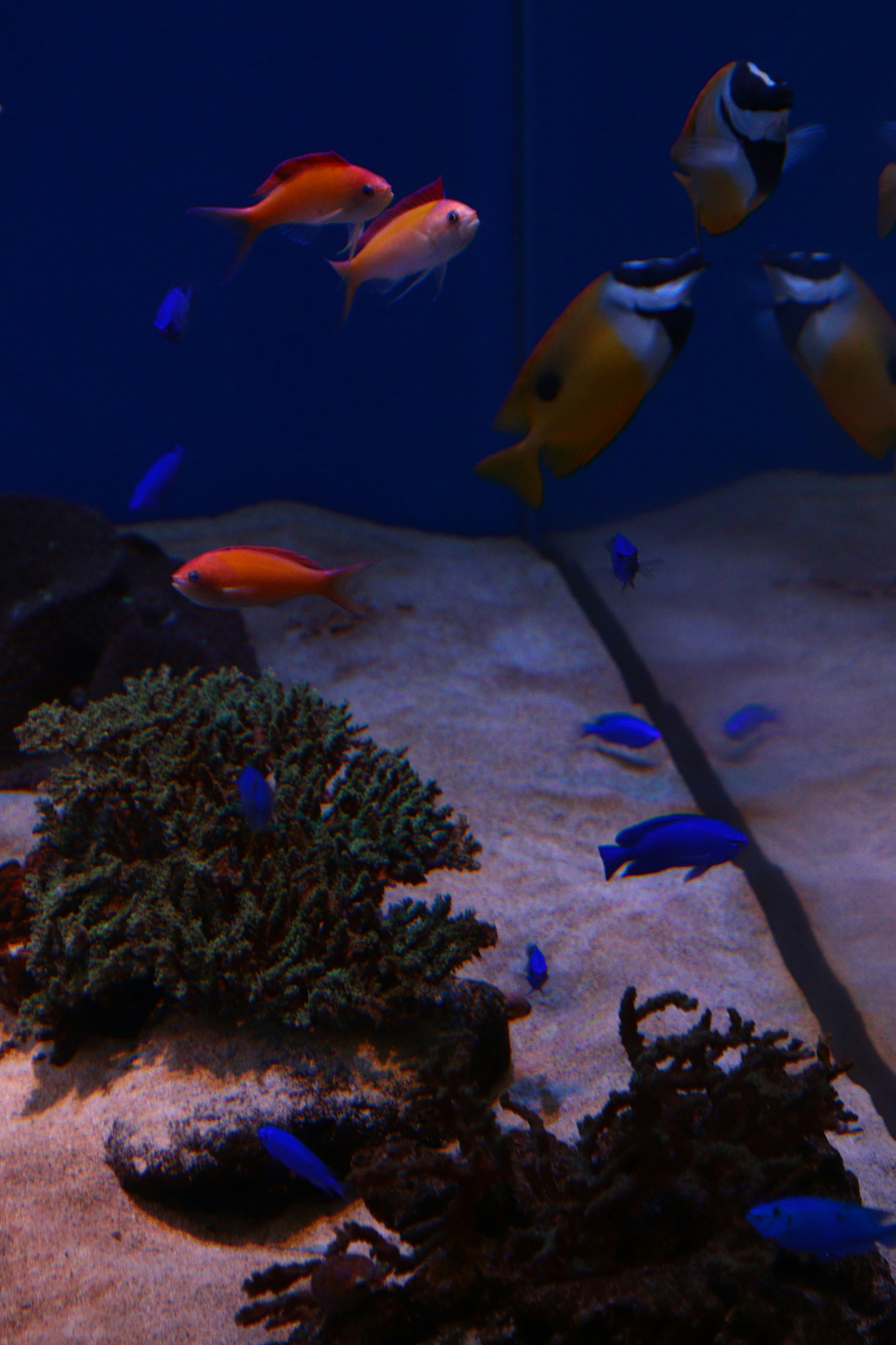 Szene mit bunten tropischen Fischen, die in einem Aquarium mit blauem Hintergrund und grünen Algen auf den Steinen schwimmen