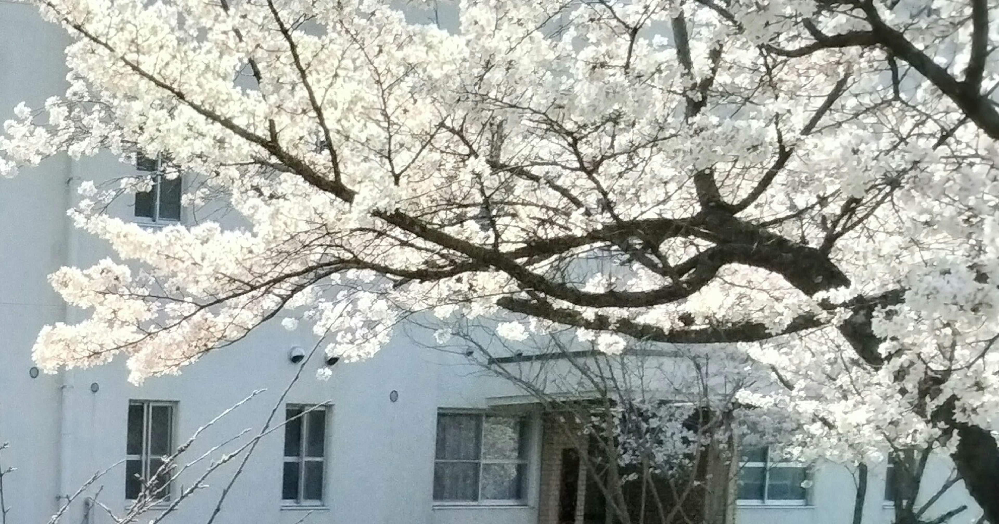 Árbol de cerezo con flores blancas frente a un edificio blanco