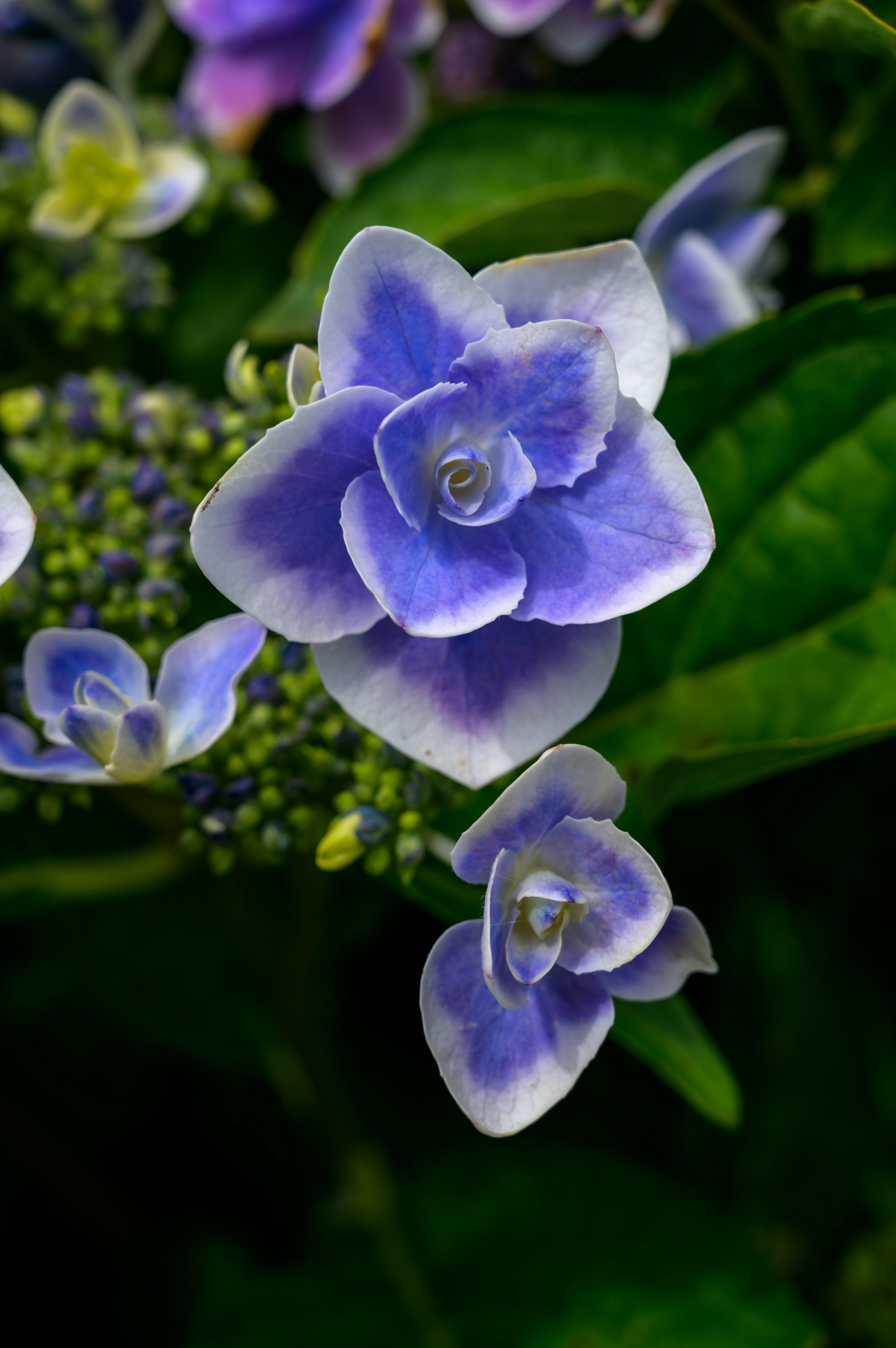 Primo piano di una pianta con fiori viola e foglie verdi