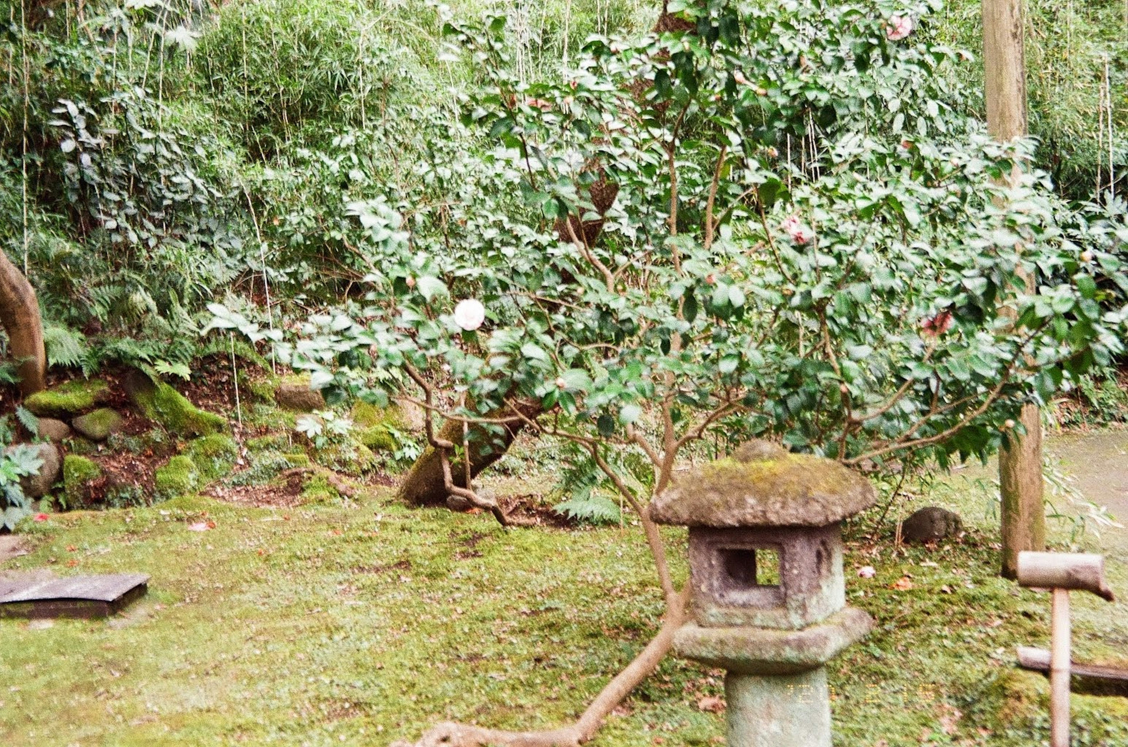 庭にある石灯籠と緑豊かな木々の風景