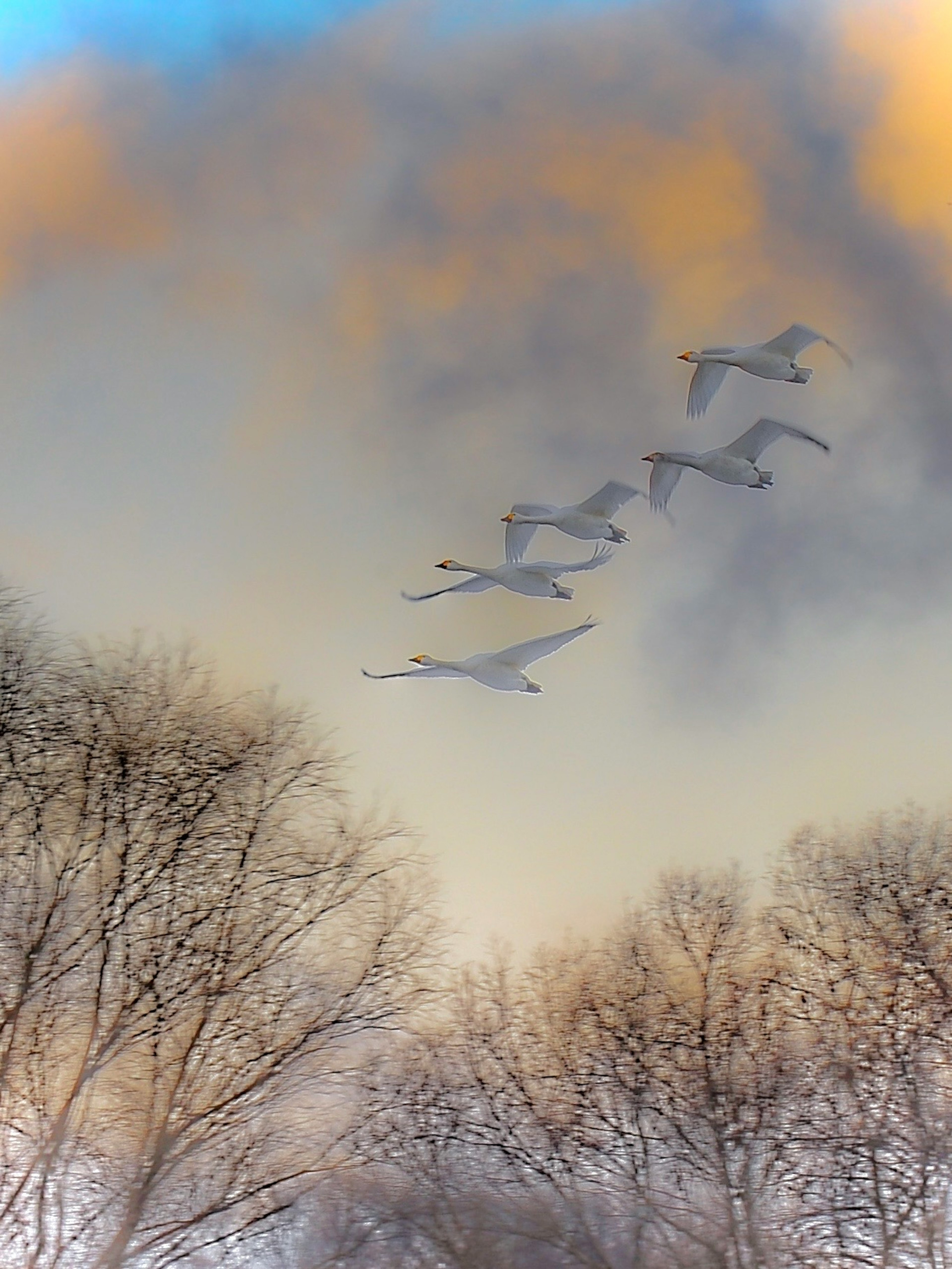 White birds flying against a colorful sky and bare trees