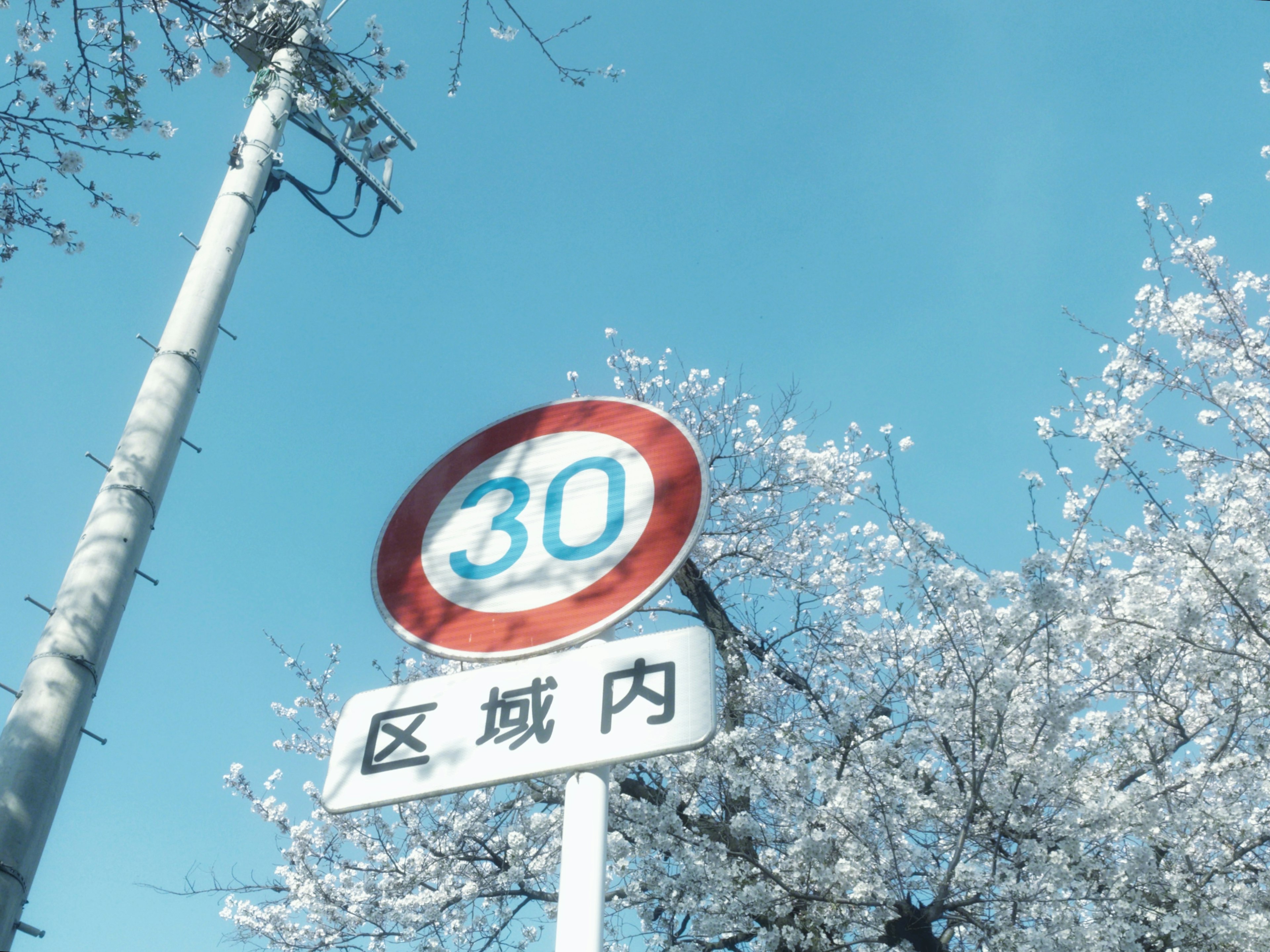 Traffic sign indicating 30 kilometers per hour under cherry blossom trees and blue sky