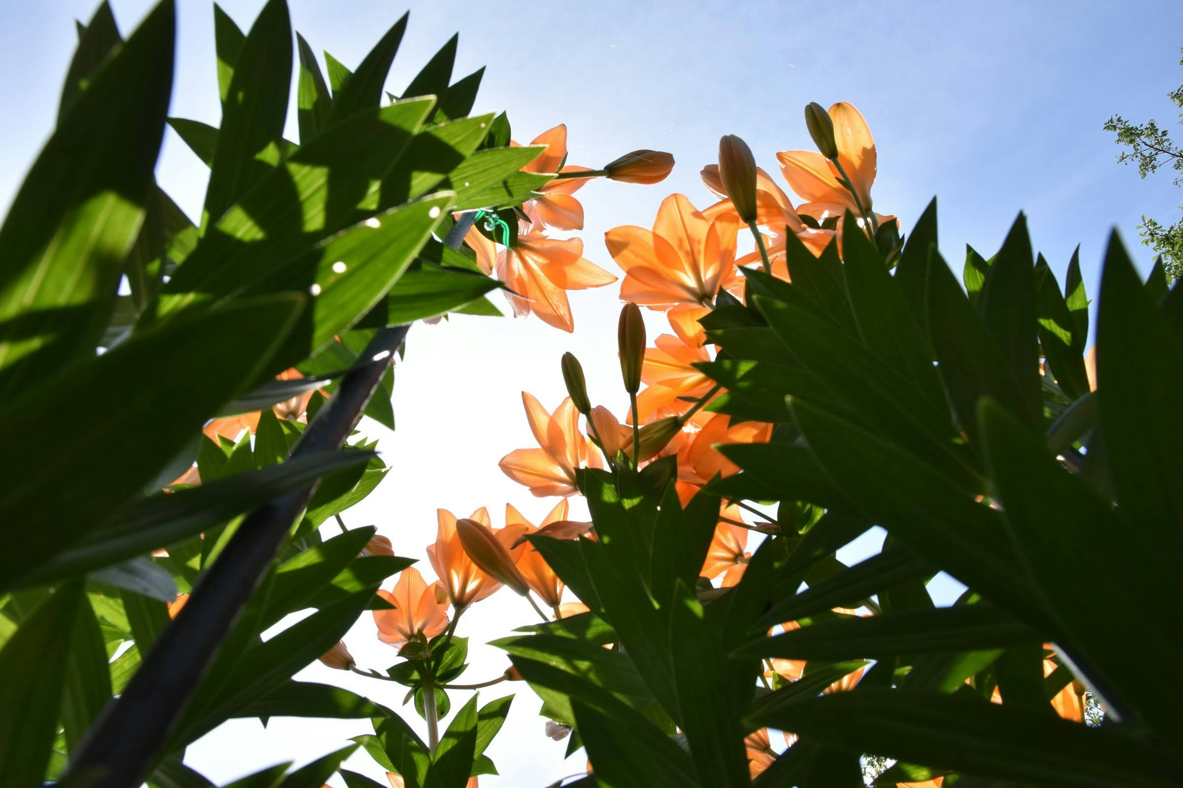 Una bella composizione di fiori arancioni e foglie verdi ripresa dal basso