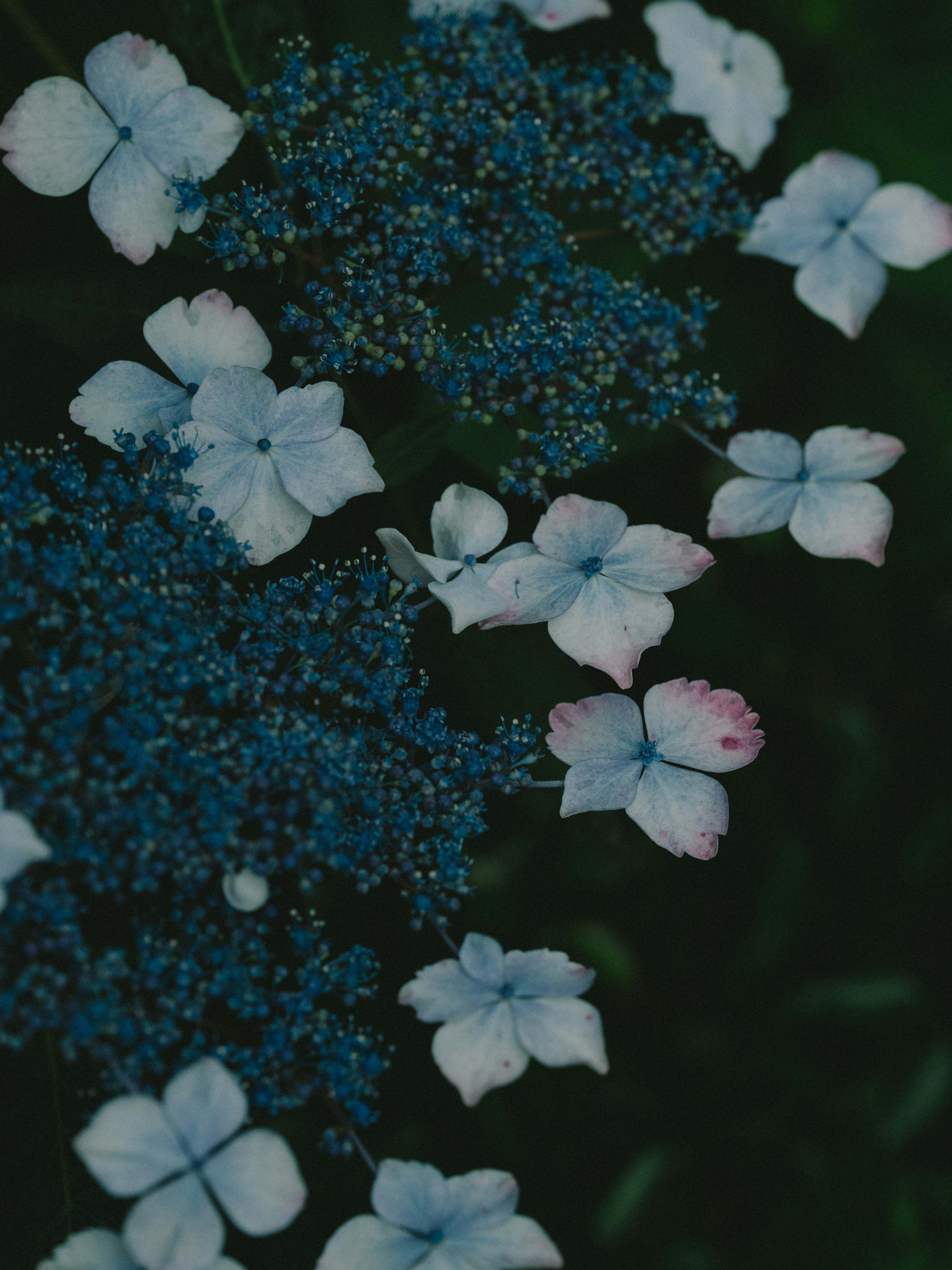 Acercamiento de plantas con flores azules y blancas