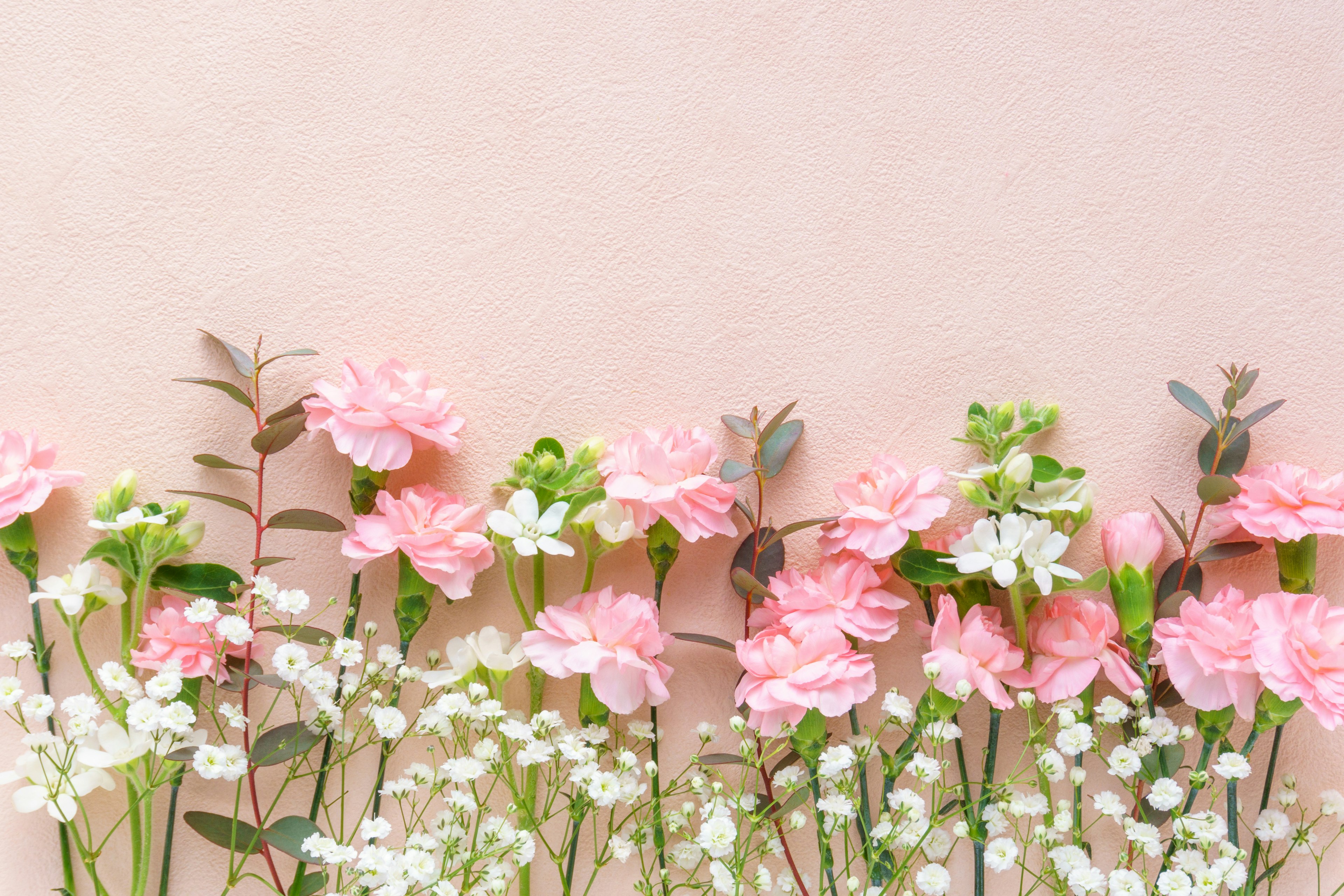 Bella composizione di garofani rosa e fiori bianchi su uno sfondo rosa chiaro