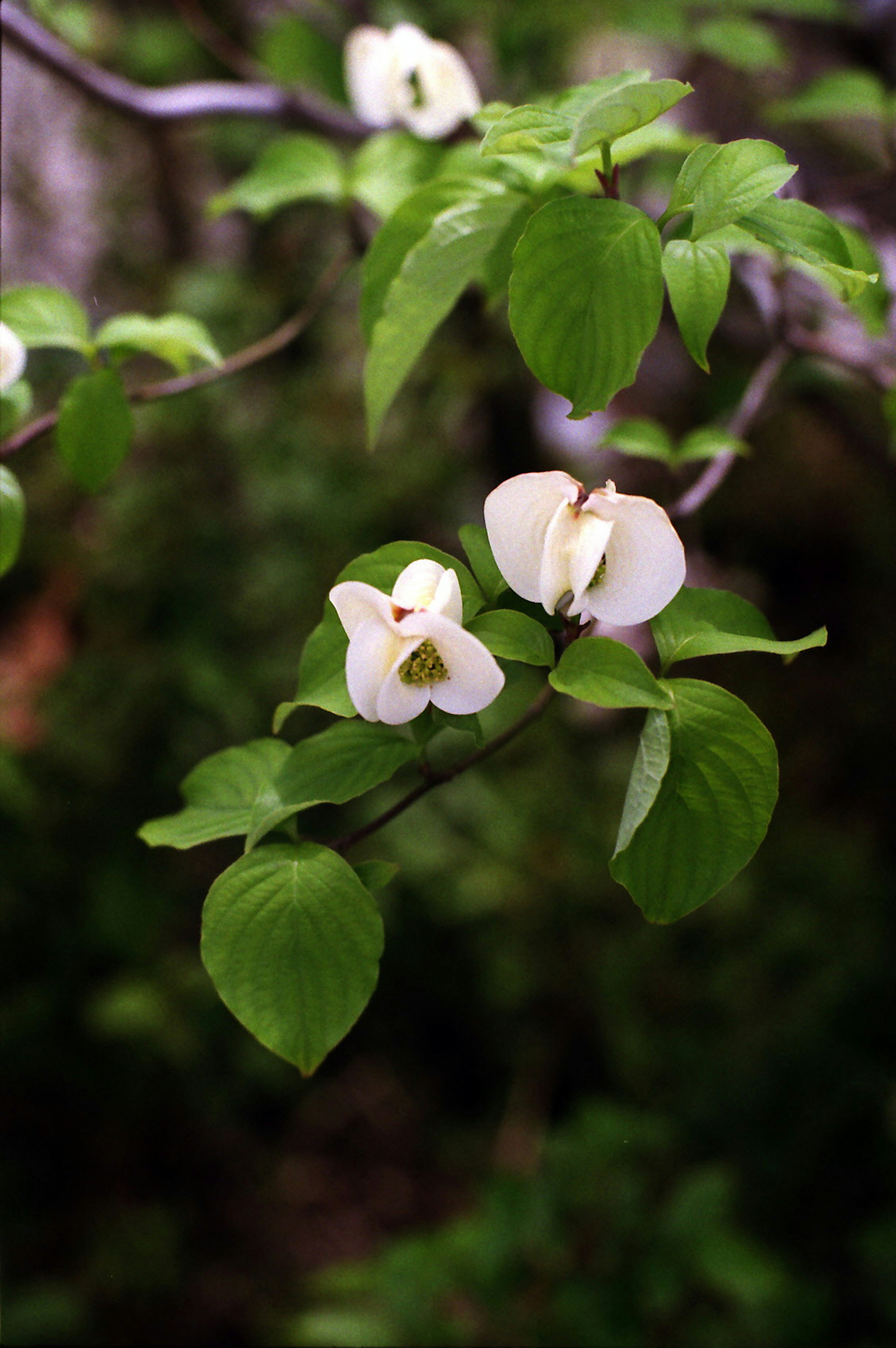 Nahaufnahme eines Zweigs mit weißen Blüten und grünen Blättern