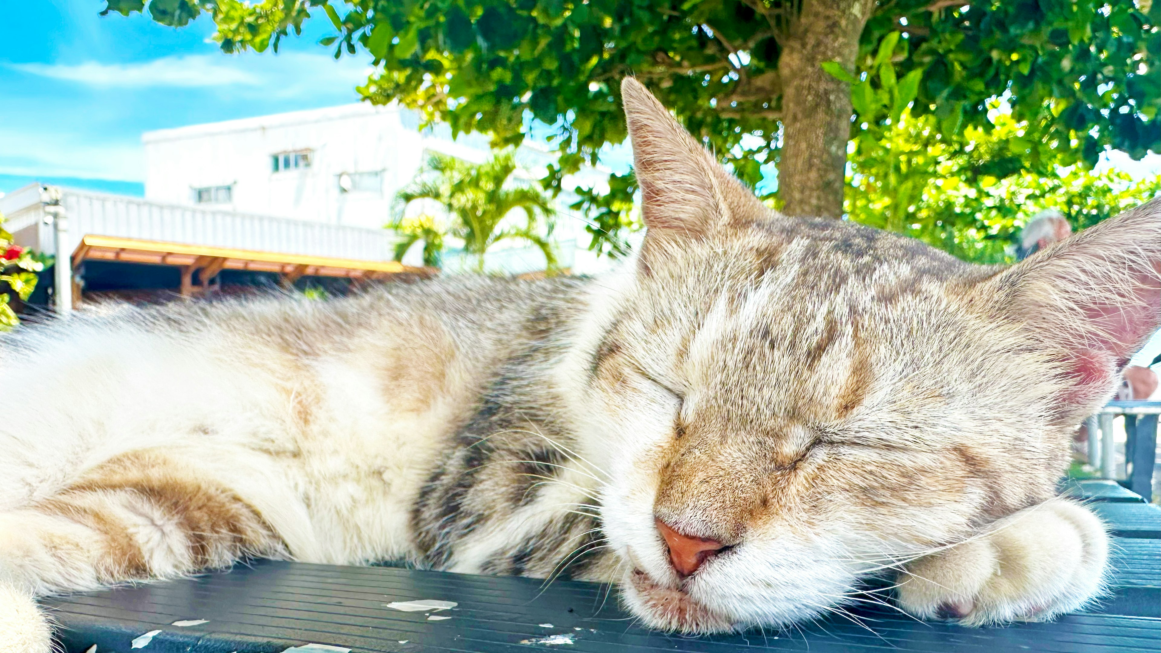 Eine Katze schläft auf einem Tisch in der Sonne