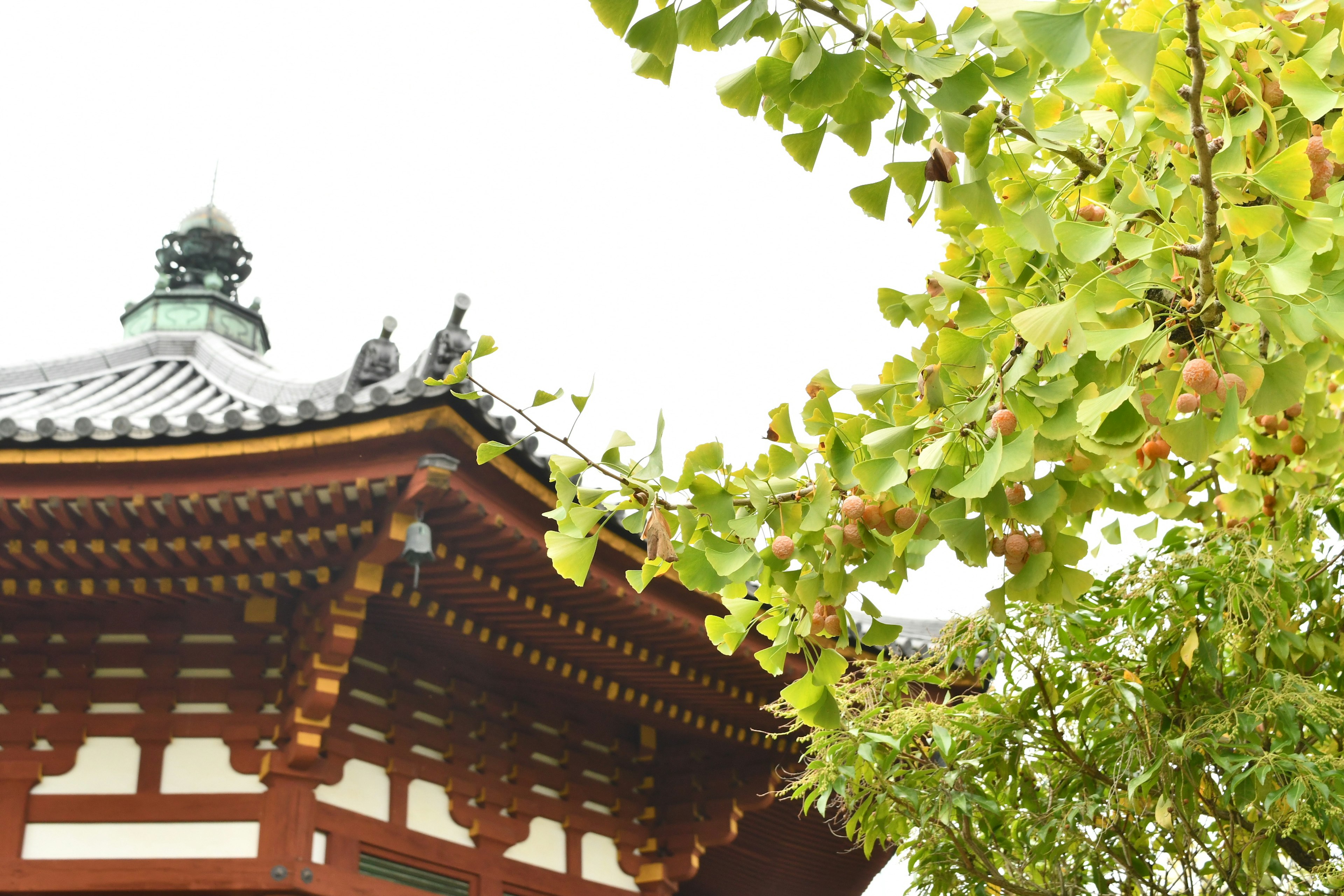 Techo de un edificio tradicional coreano con hojas de ginkgo