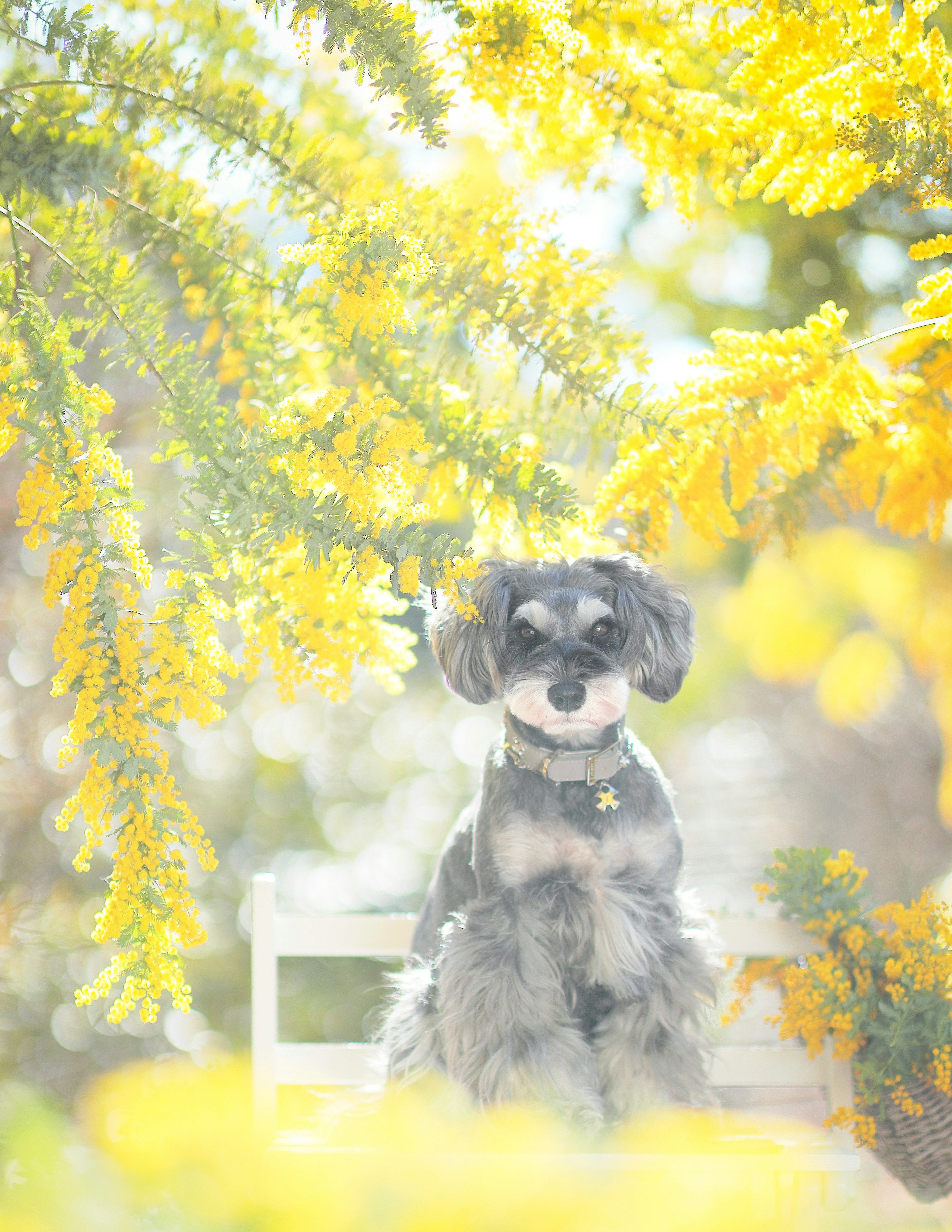 Schnauzer dog sitting under a tree with yellow flowers